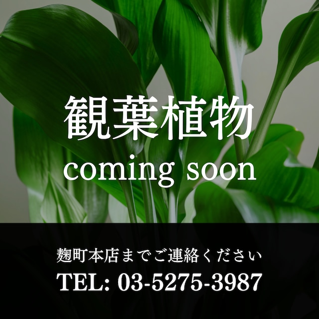 「 観葉植物」~coming soon~