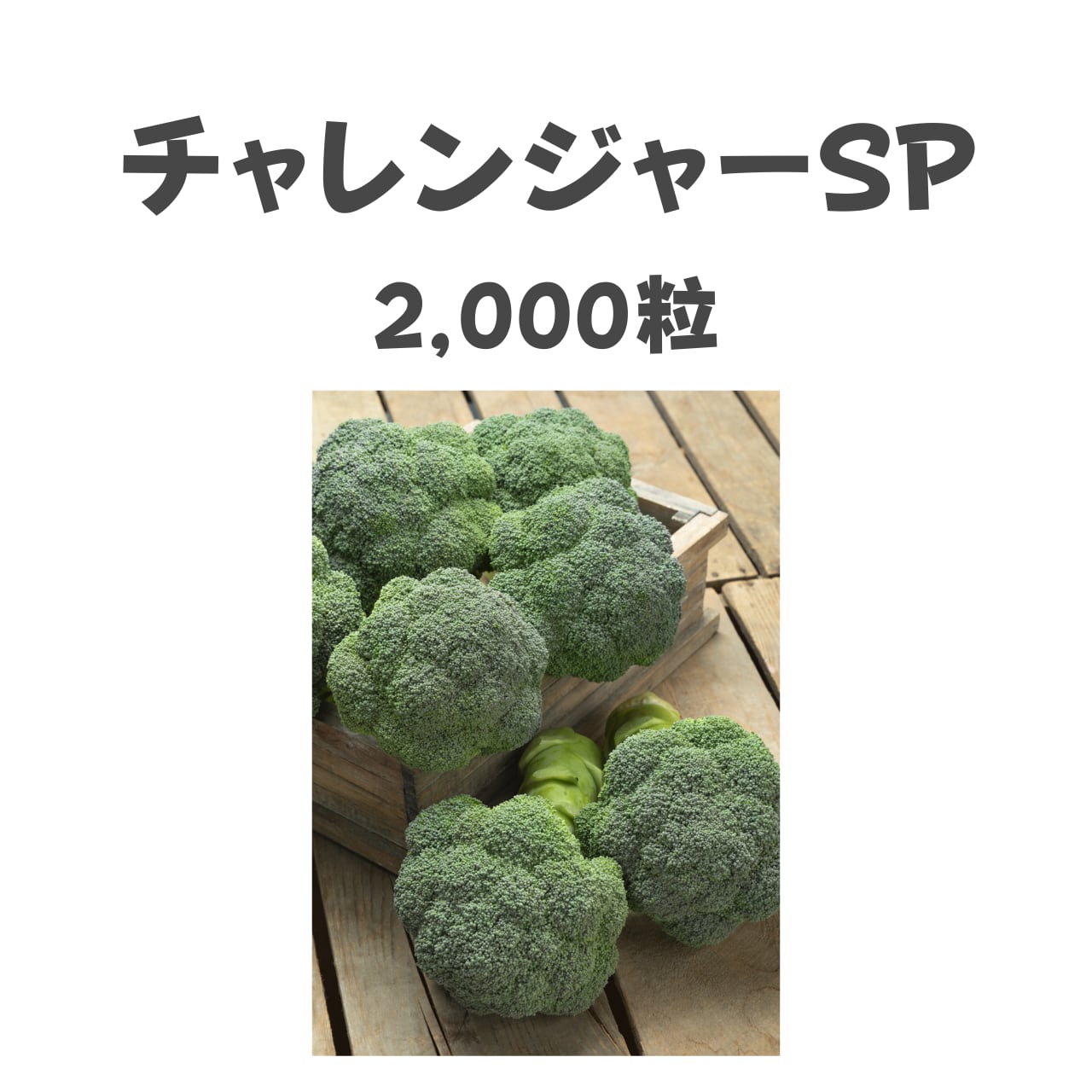 チャレンジャーSP ブロッコリー種子・2,000粒