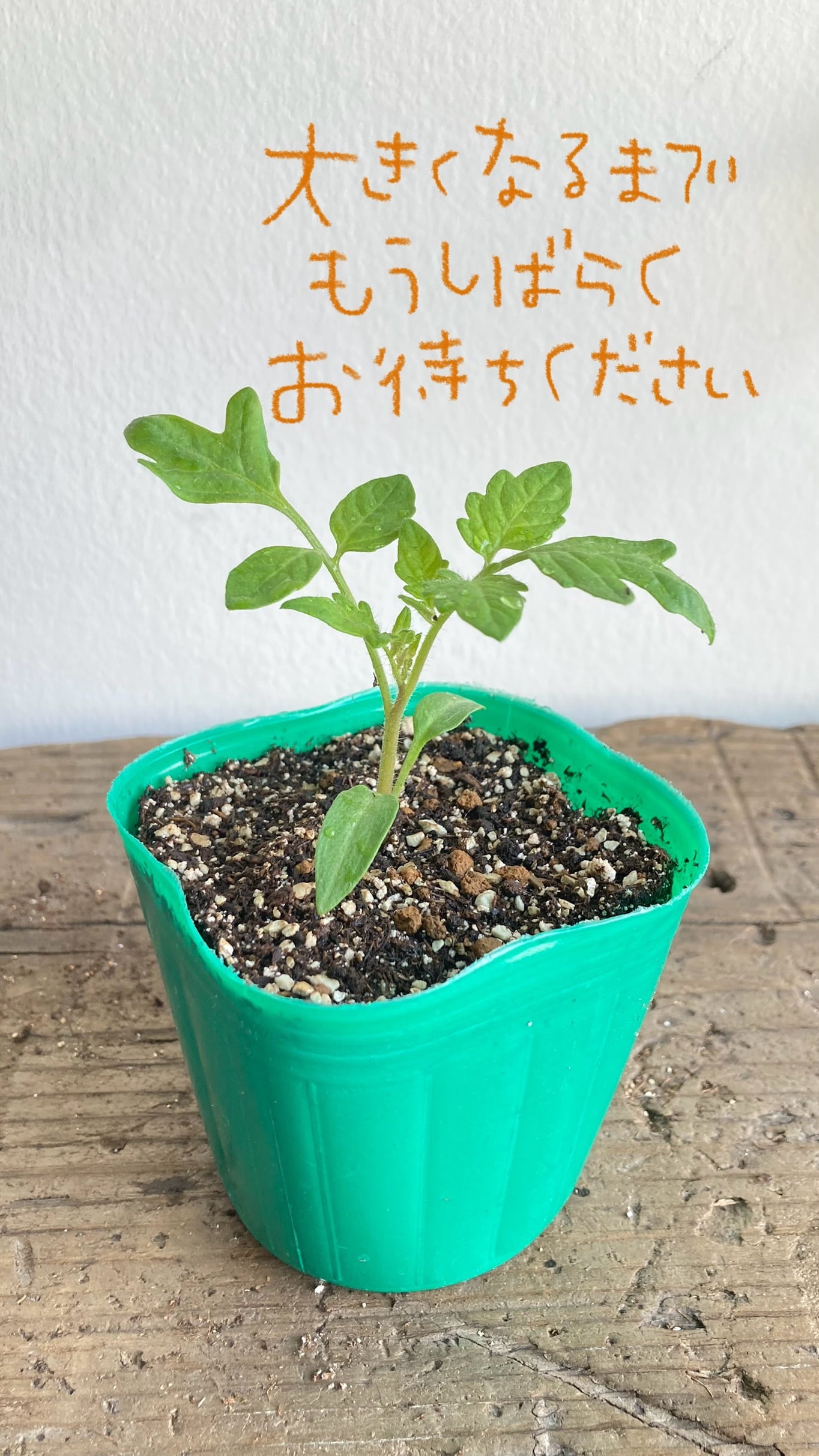 フォーティートゥーデイズ［42 Days］ミニトマトの苗【固定種】 | 苗のお店