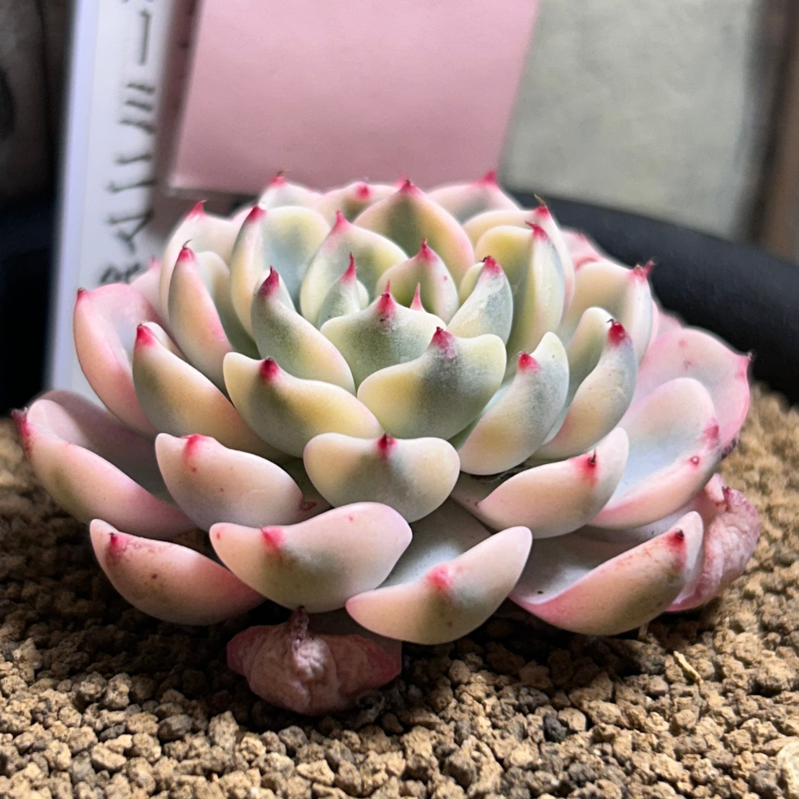 錦 | RuPo 多肉植物専門店