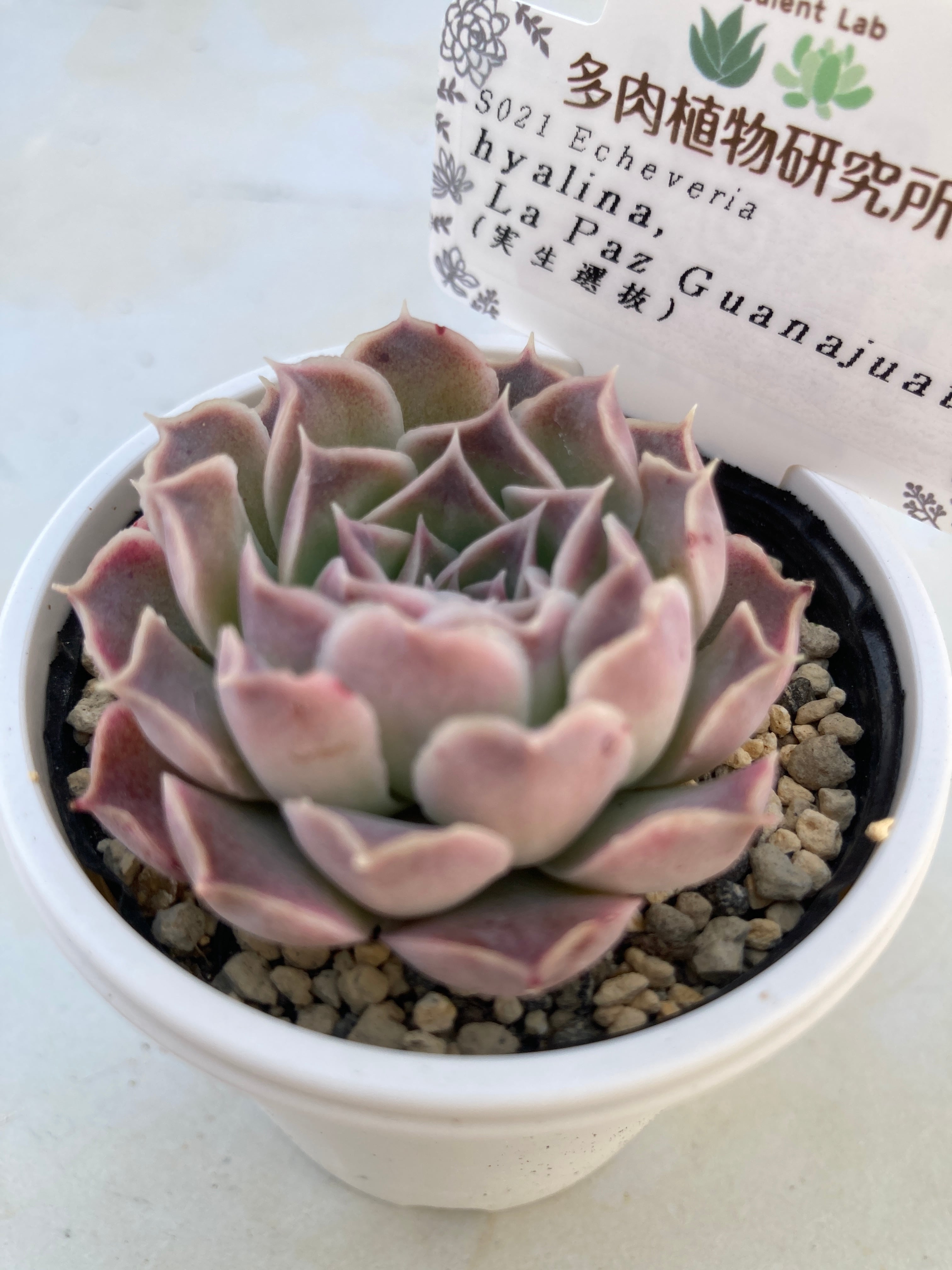 現物商品】ヒアリナ ラパス グアナファト（実生選抜） | 多肉植物研究所