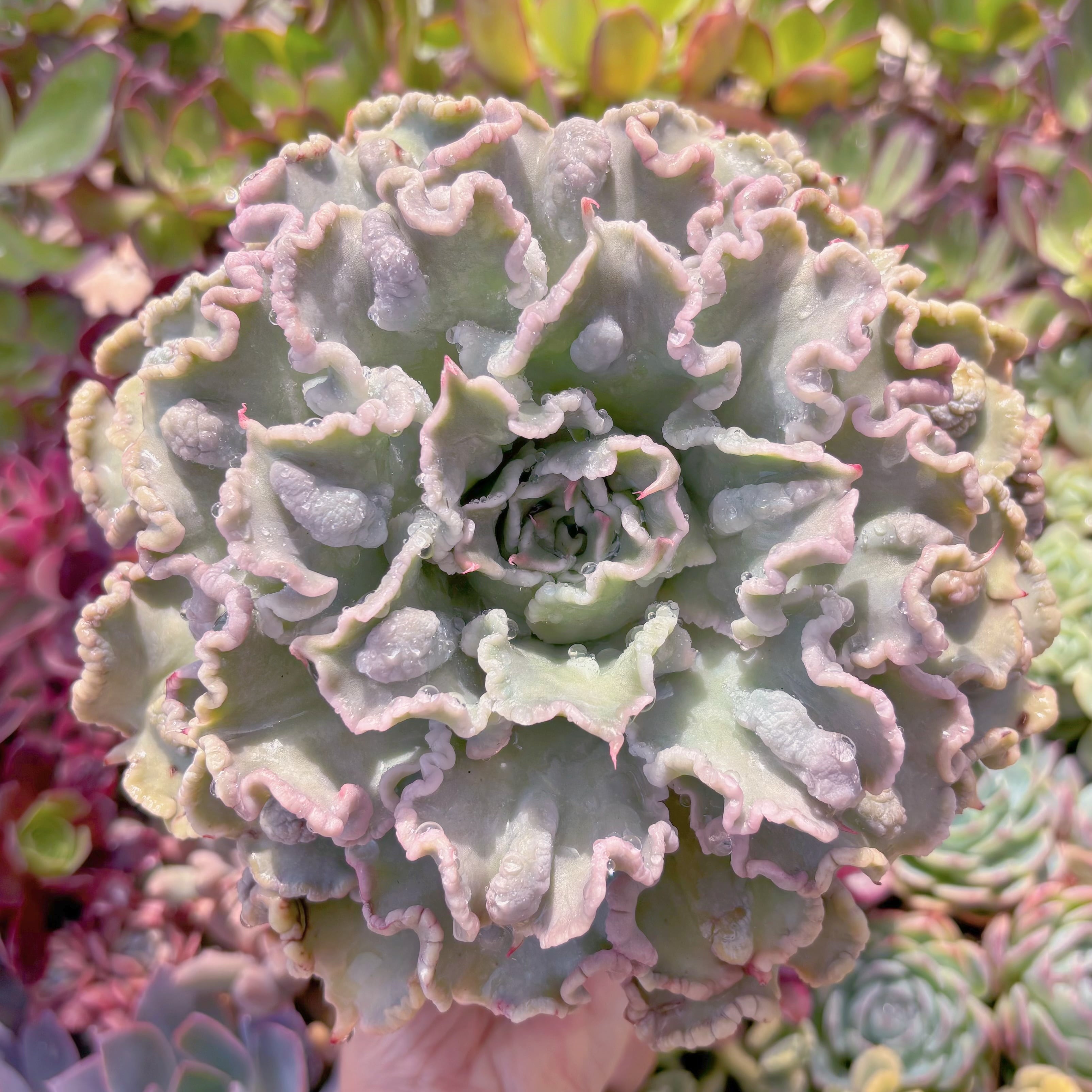 現物　コブマディバ#576　特特大苗　新入荷　るる農園