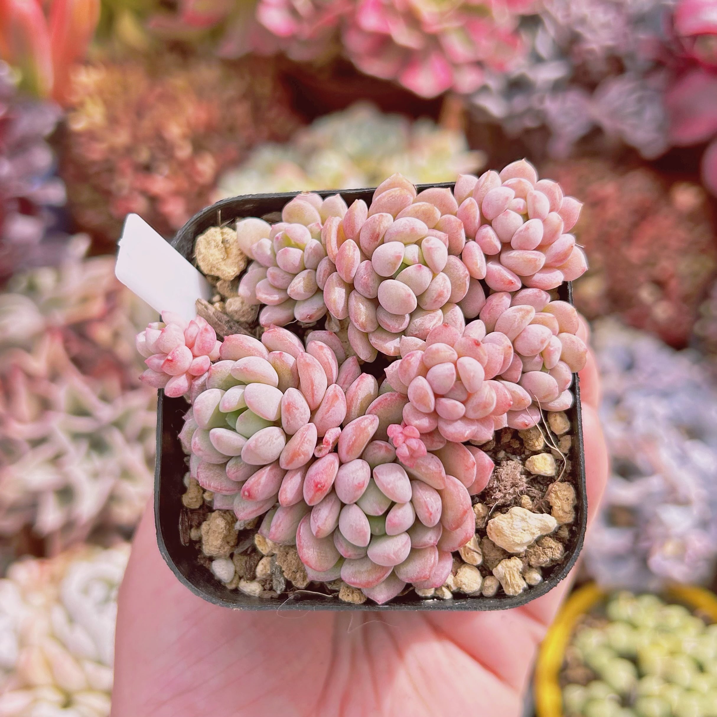 #925現物　多肉植物　萌豆　鉢のまま発送