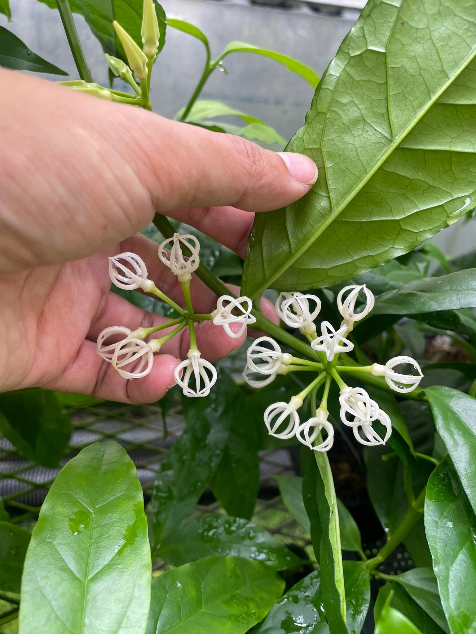 Hoya decipulae | 伊藤蟻植物農園