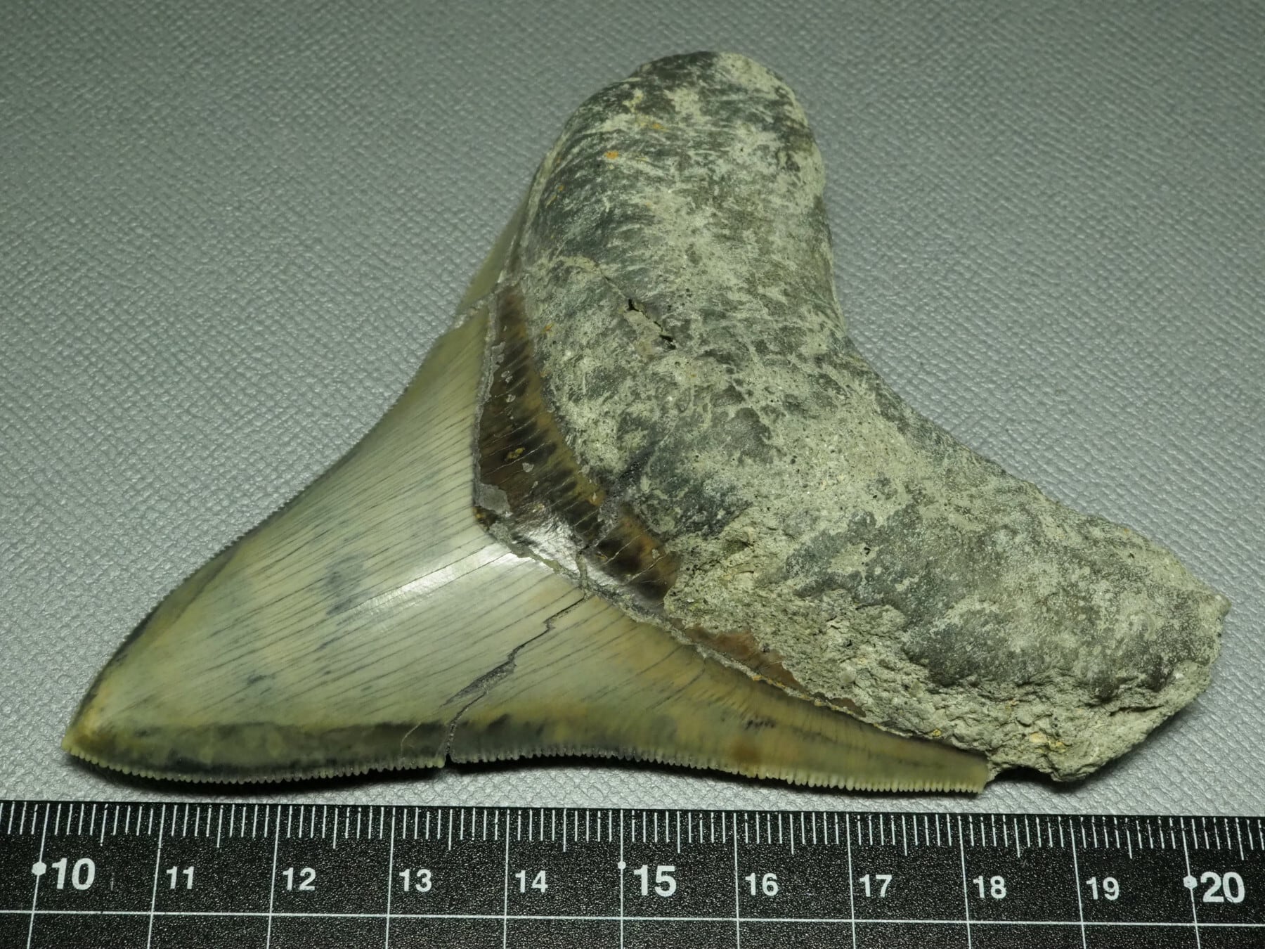 人気のブラック！メガロドンの歯【Carcharocles megalodon】【107mm