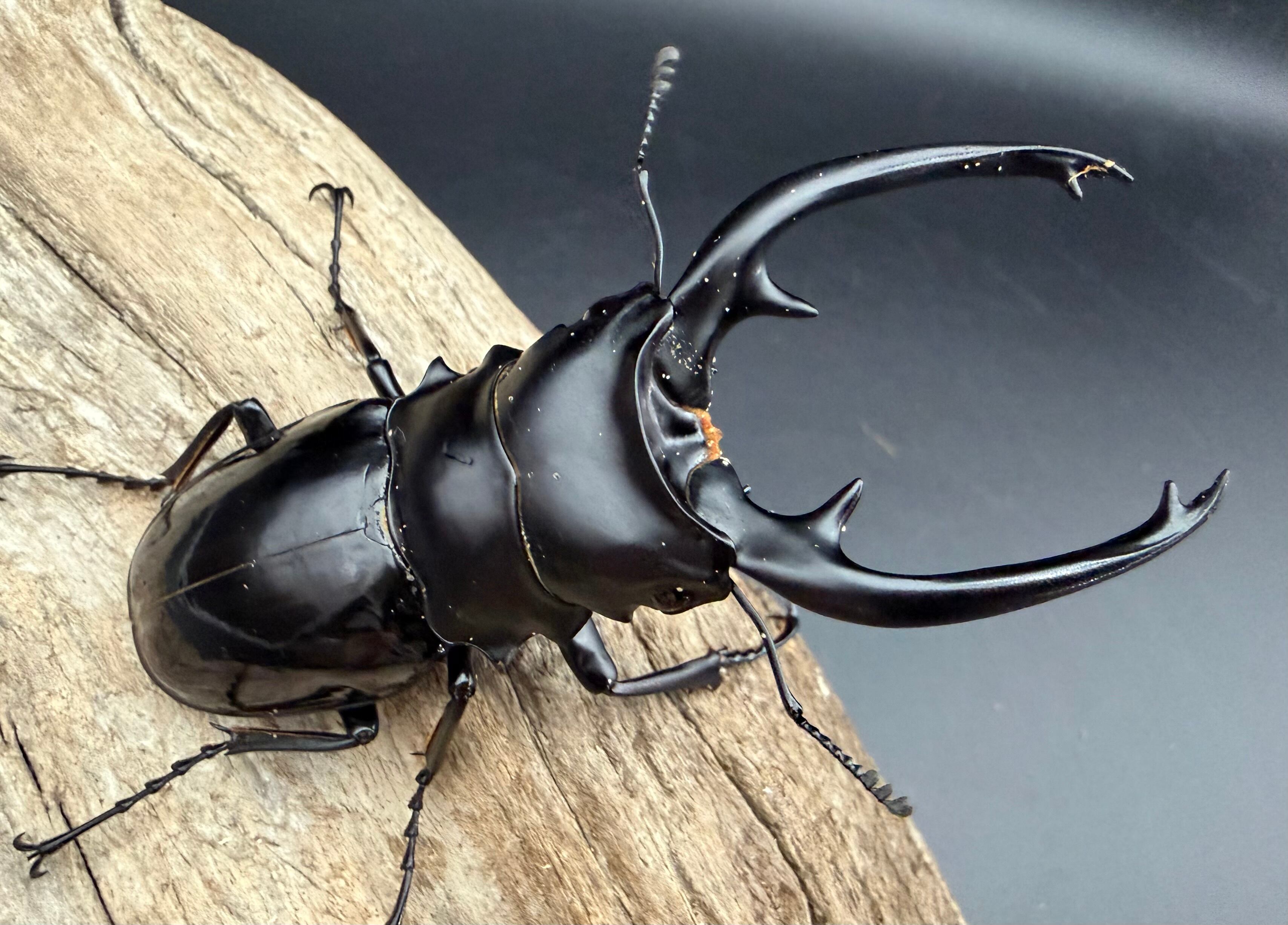 WD】《インターメディアツヤクワガタ ネグロス島産 93mm ペア》 | KPW