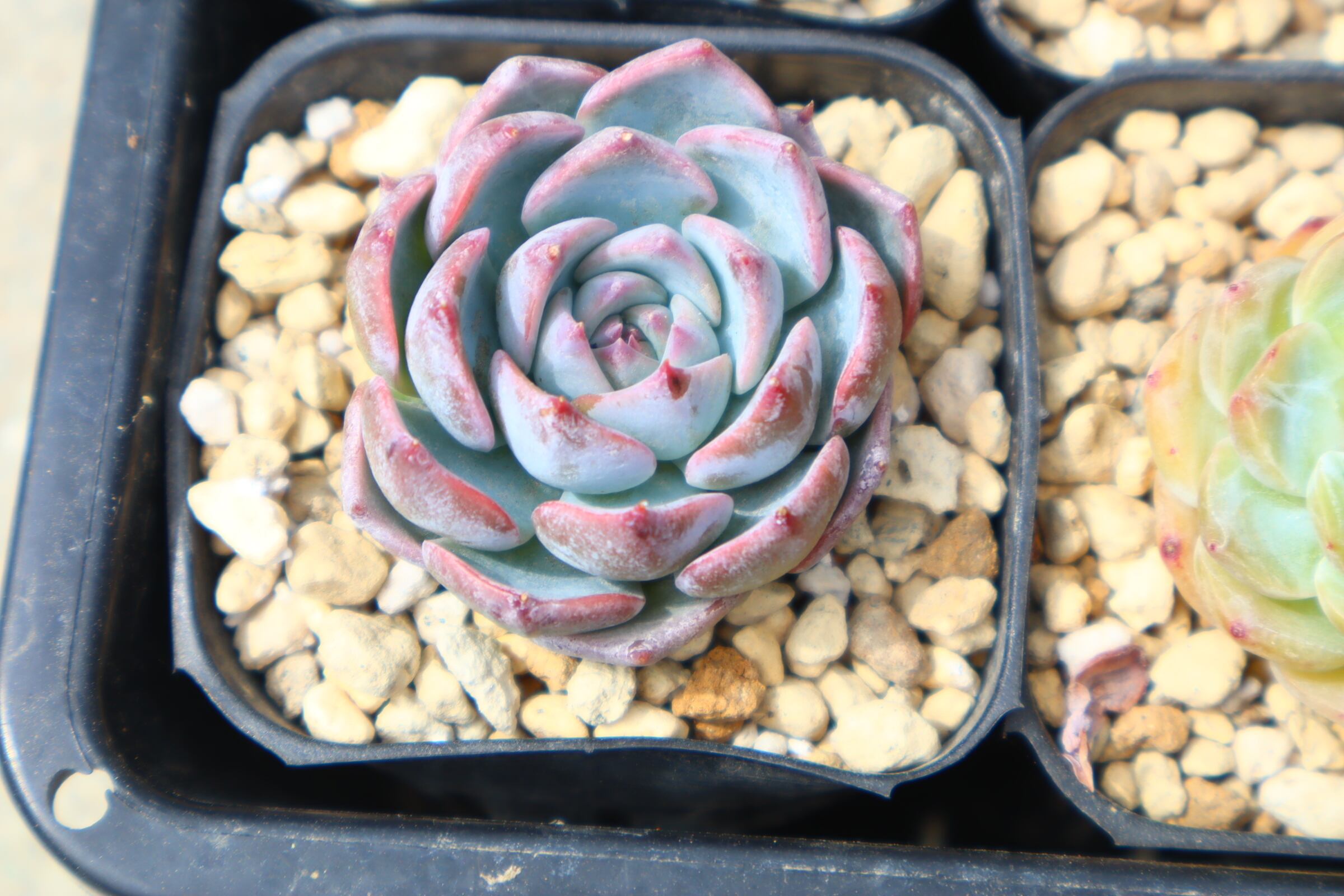 アエオニウム・魅金ローズ錦 約15cm | 二代目大和高原の多肉屋