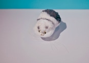 ヤン・ノ・カー