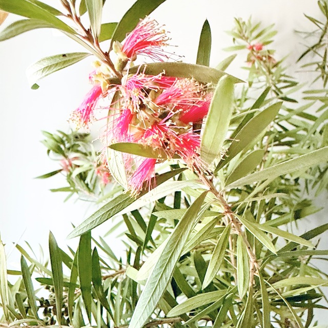 カリステモン ピンクシャンパン｜ブラシの木 観葉植物 calm cafe