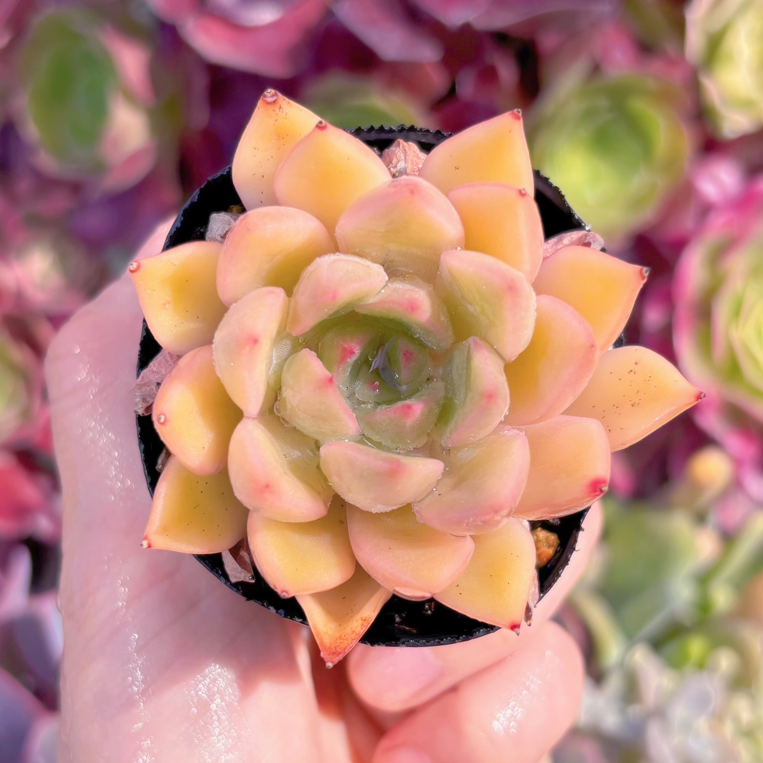 現品　香妃#C28　るる農園