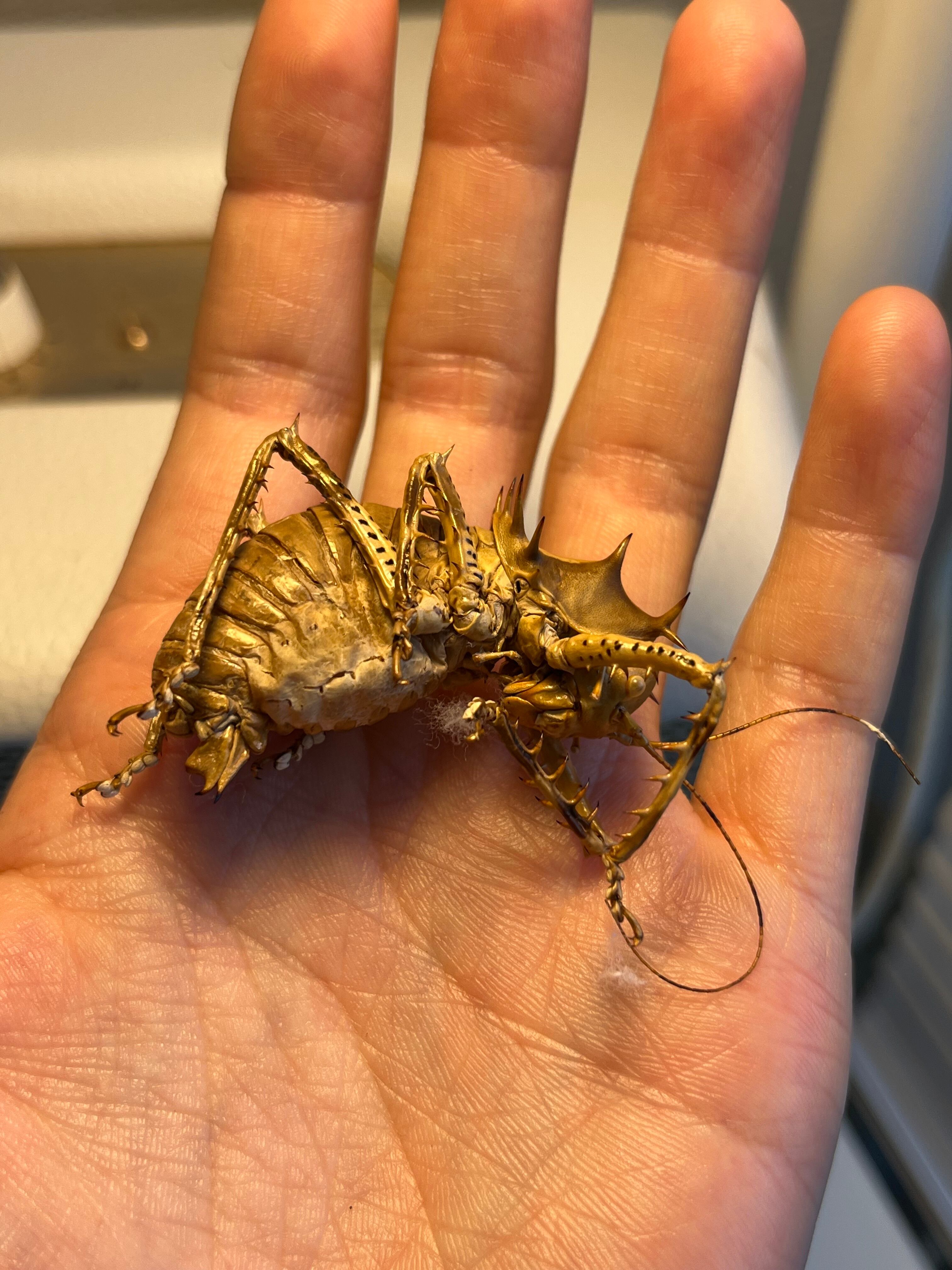 未展足】アーマードクリケット 武装コオロギ ドラゴンヘッドコオロギ