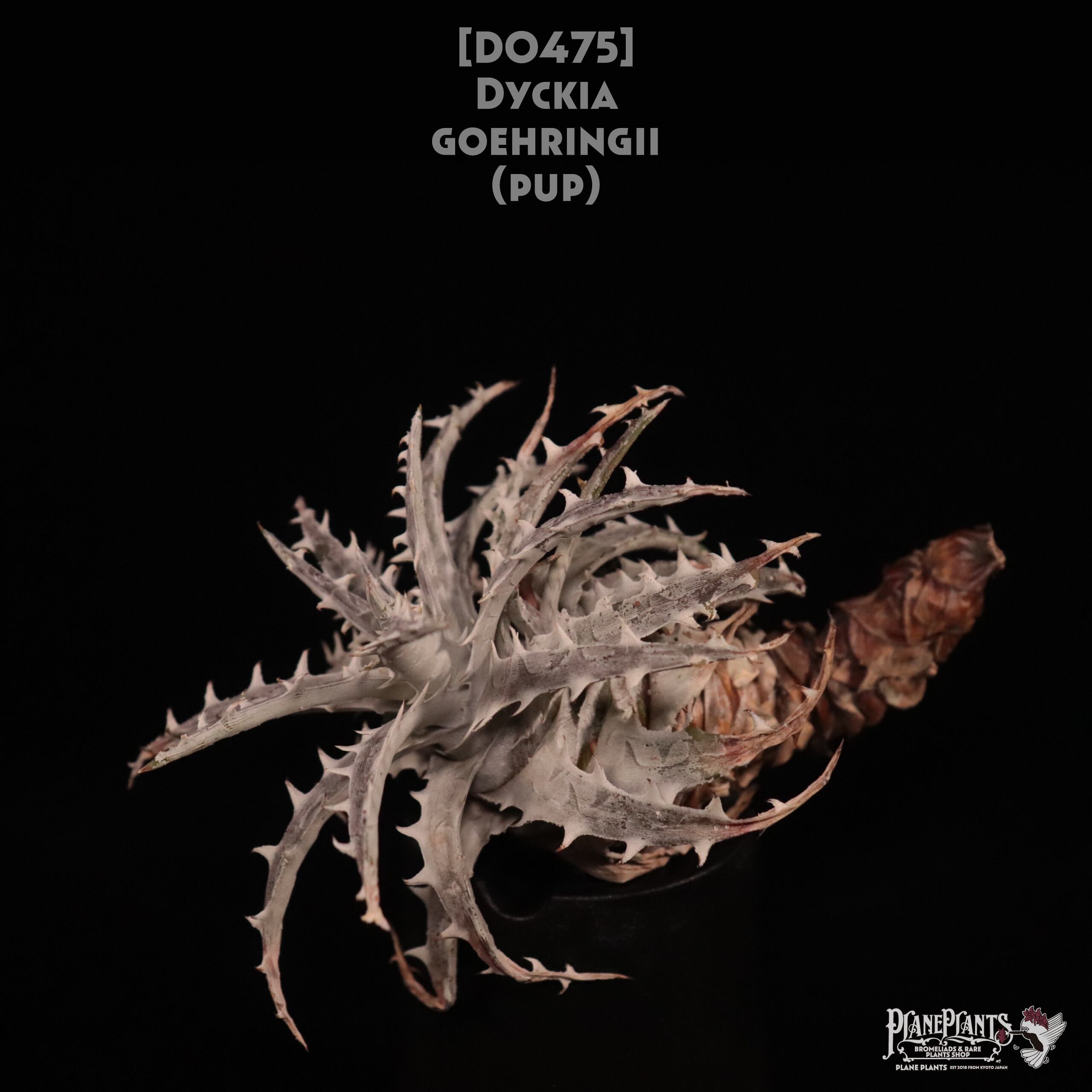 【送料無料】Dyckia goehringii (PUP)〔ディッキア〕現品発送D0475