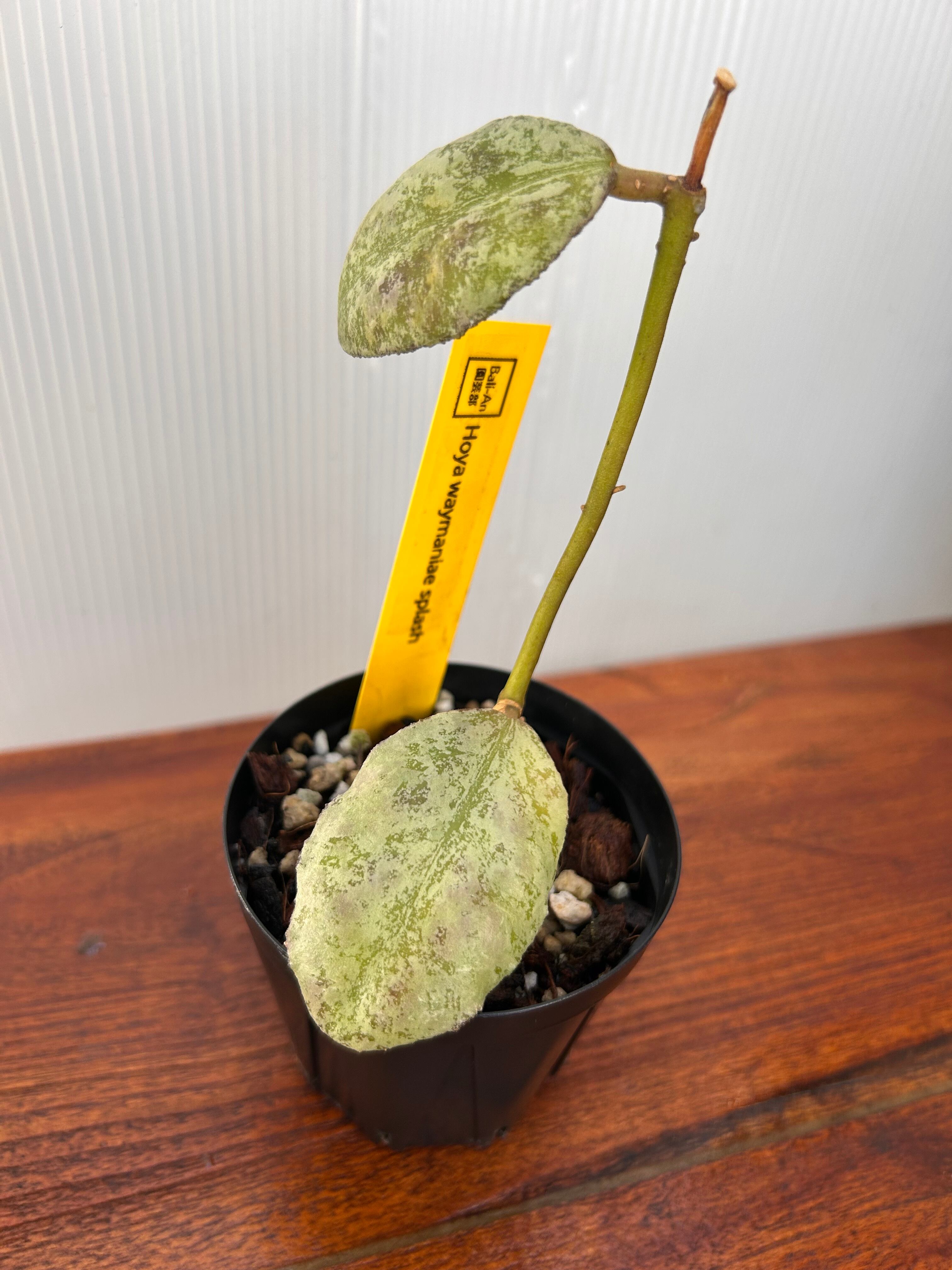 Hoya | BALI-AN 園芸