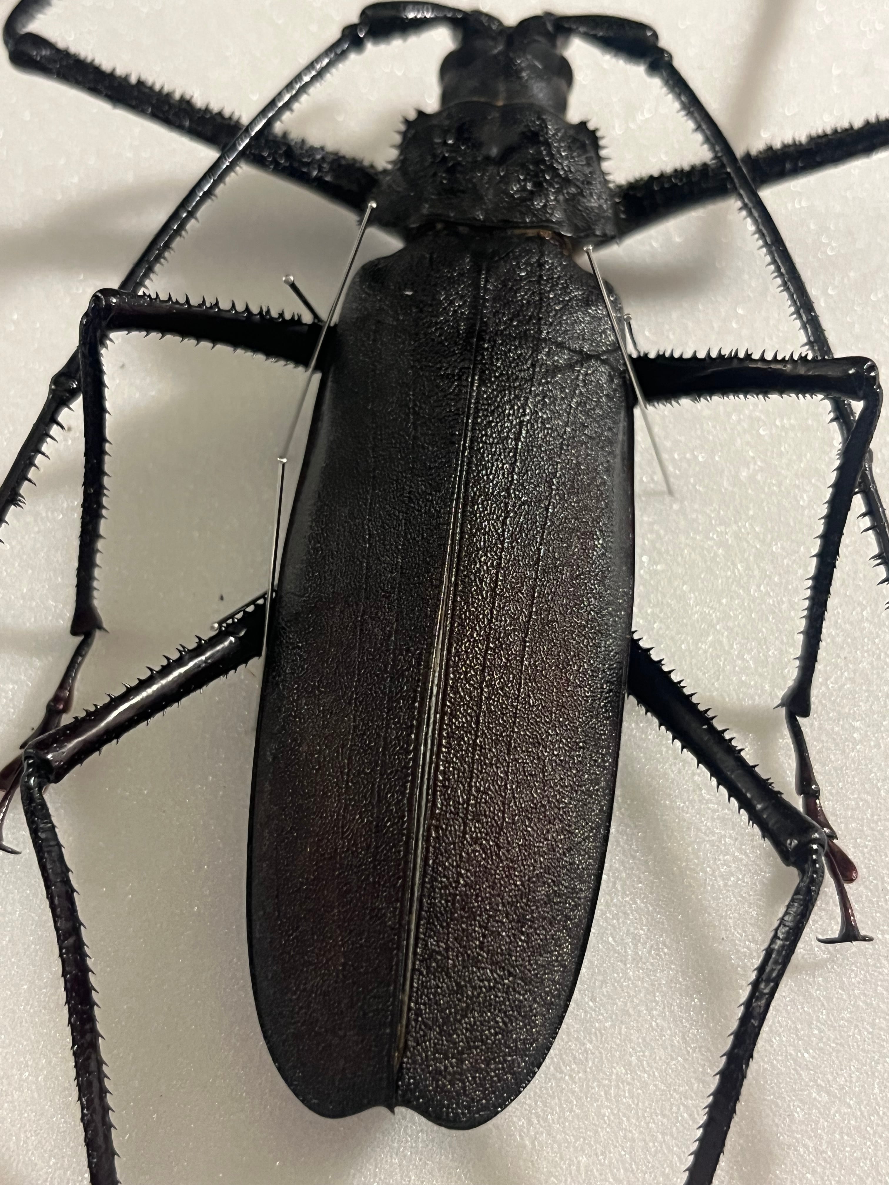 125mm♂】ハイエシオオウスバカミキリ ヘイズオオウスバカミキリ