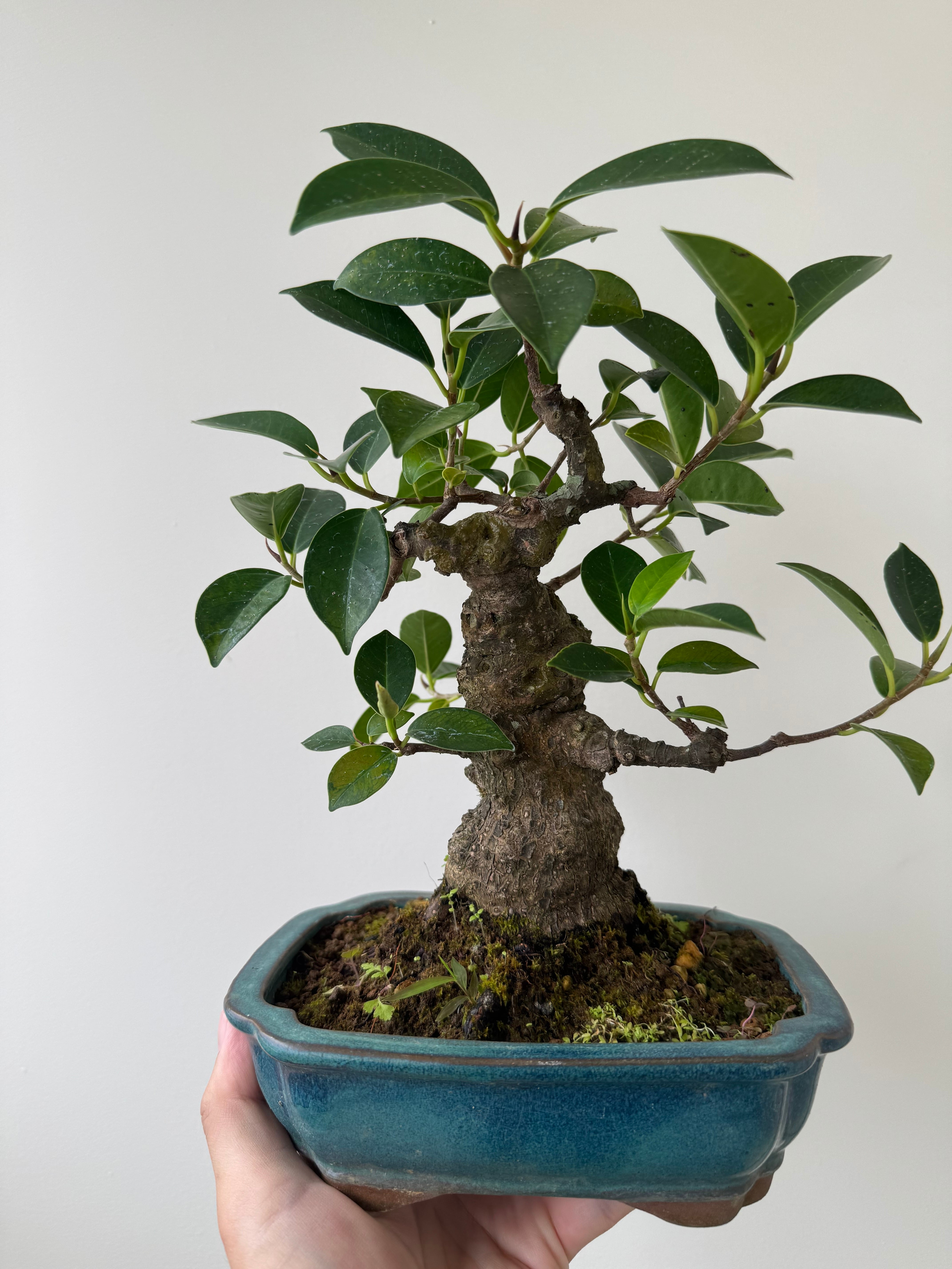 琉球盆栽　ガジュマル 琉球盆栽】Ficus microcarpa【古木ガジュマル】 | 青坊主-aobouzu-
