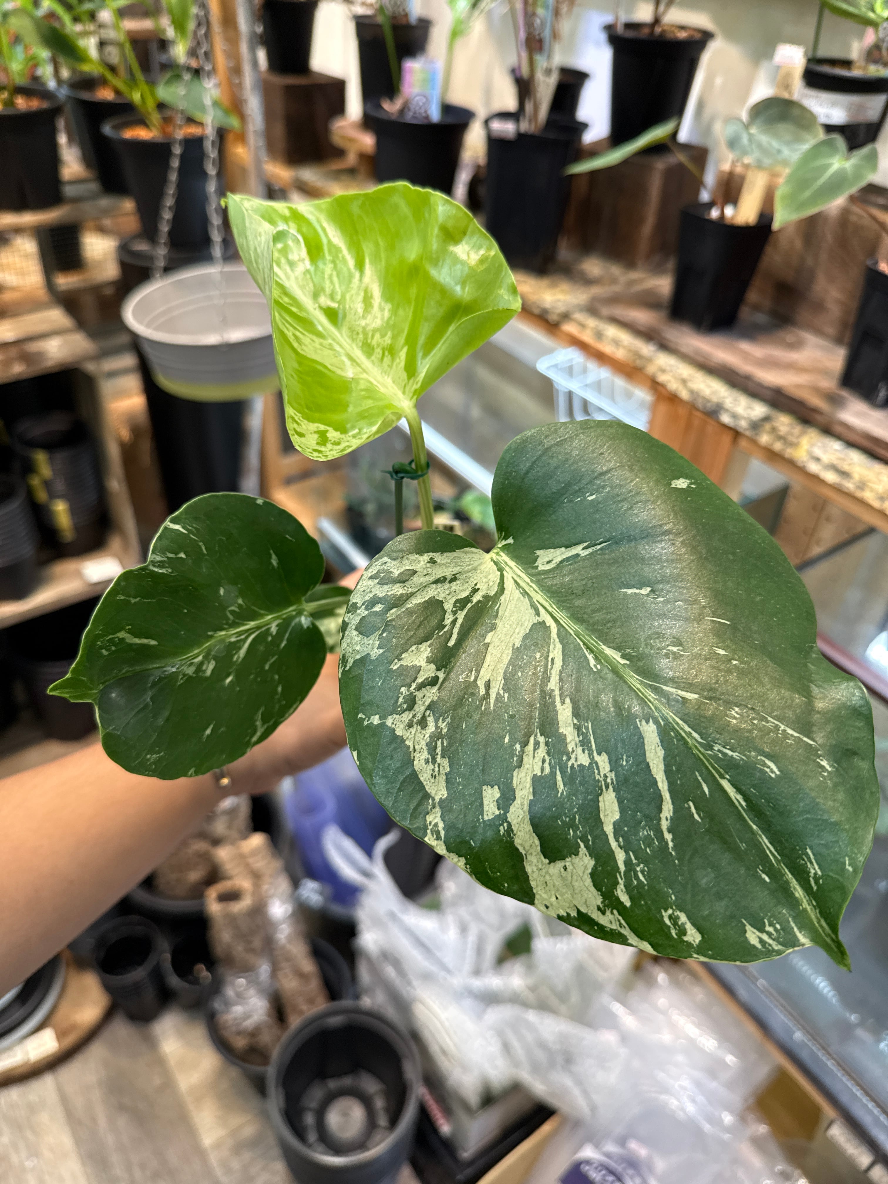 ① モンステラ デリシオサ バルバソー | Gardenえん 【観葉熱帯植物】