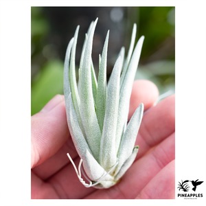 Tillandsia carminea
