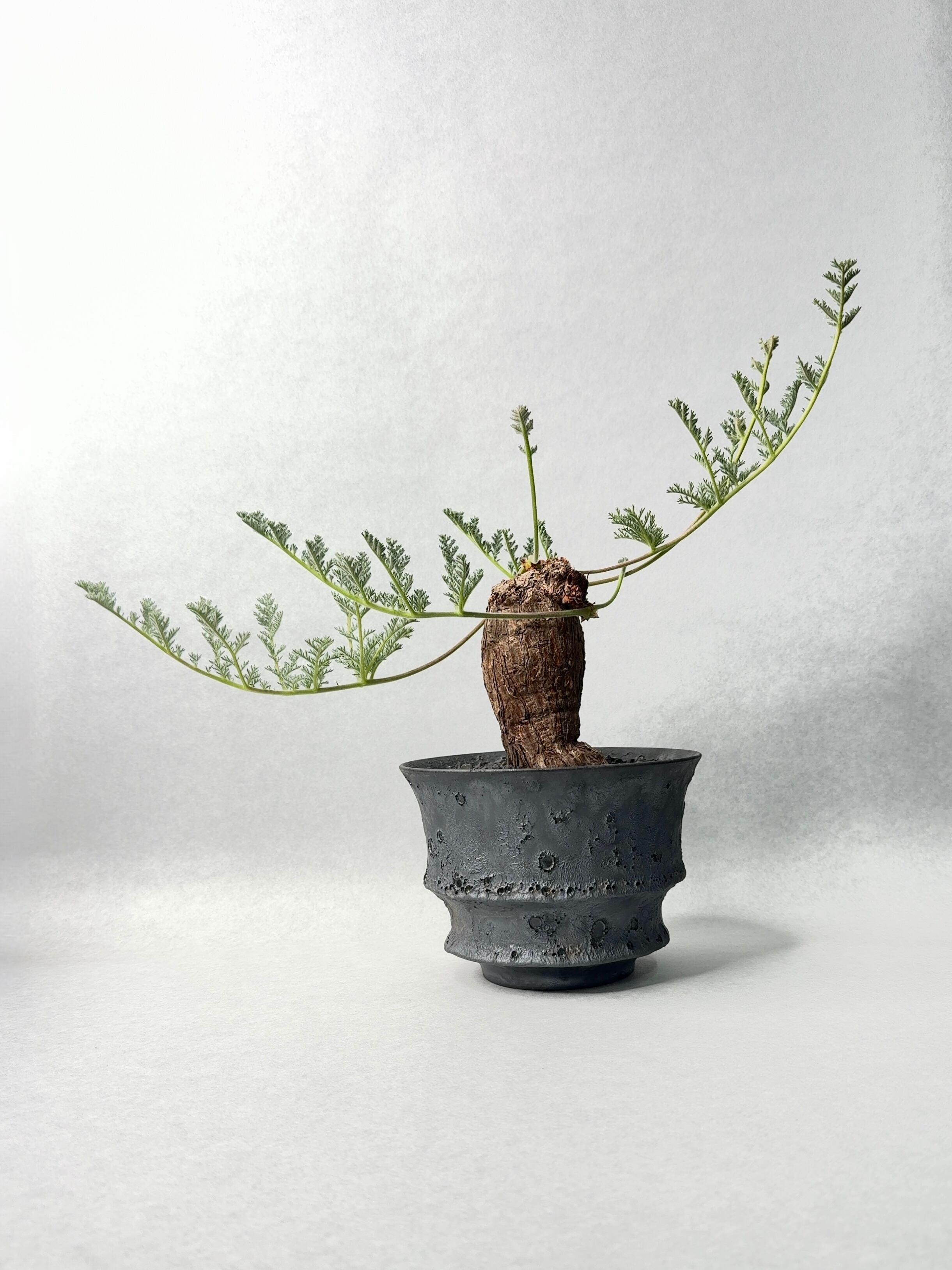 ペラルゴニウム・トリステ | trigger