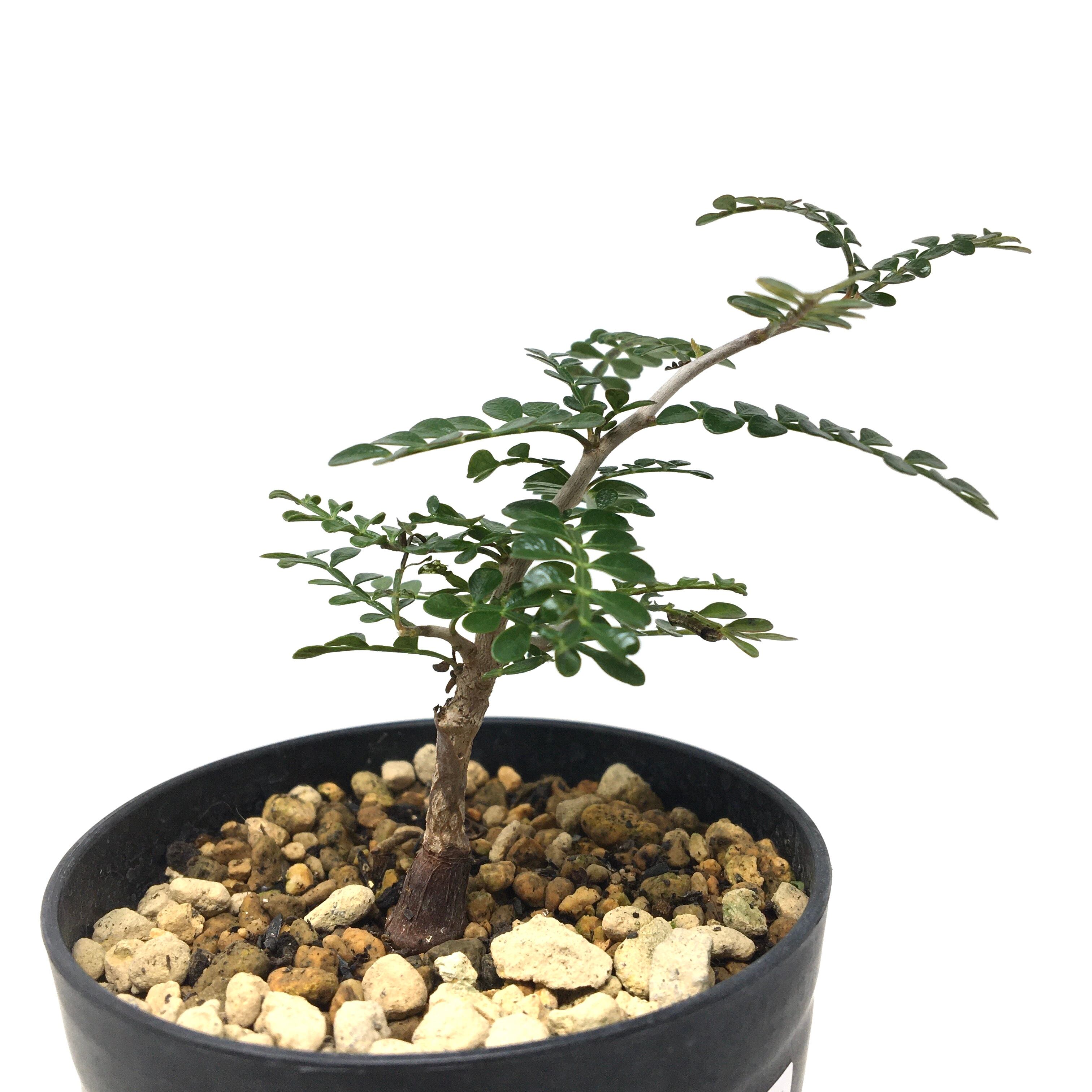 オペルクリカリア パキプス実生【892】