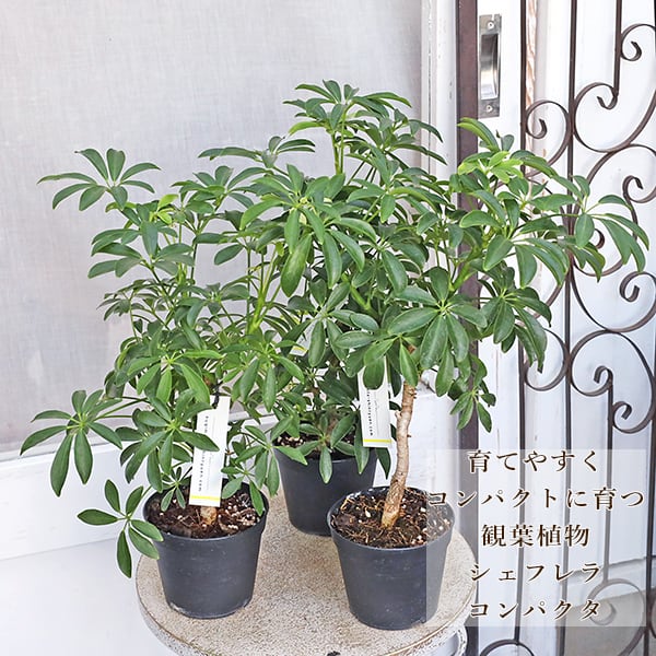 観葉植物 ドラセナ コンシンネ レインボー 8号 | Pay ID