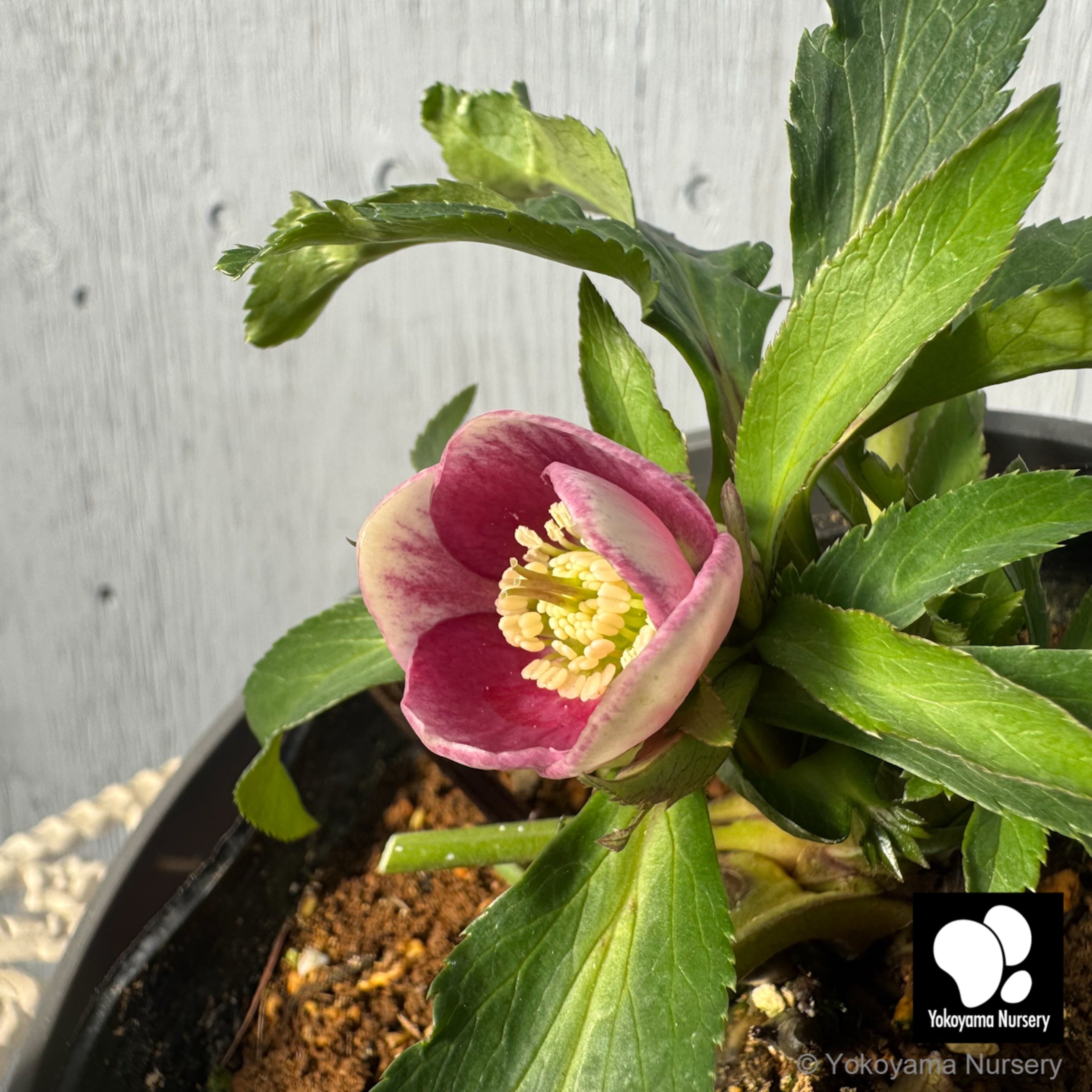 Y⭐︎M クリスマスローズ 小苗 セット 苗 クリスマスローズ」の人気商品一覧 | 安い商品を通販サイトから探す