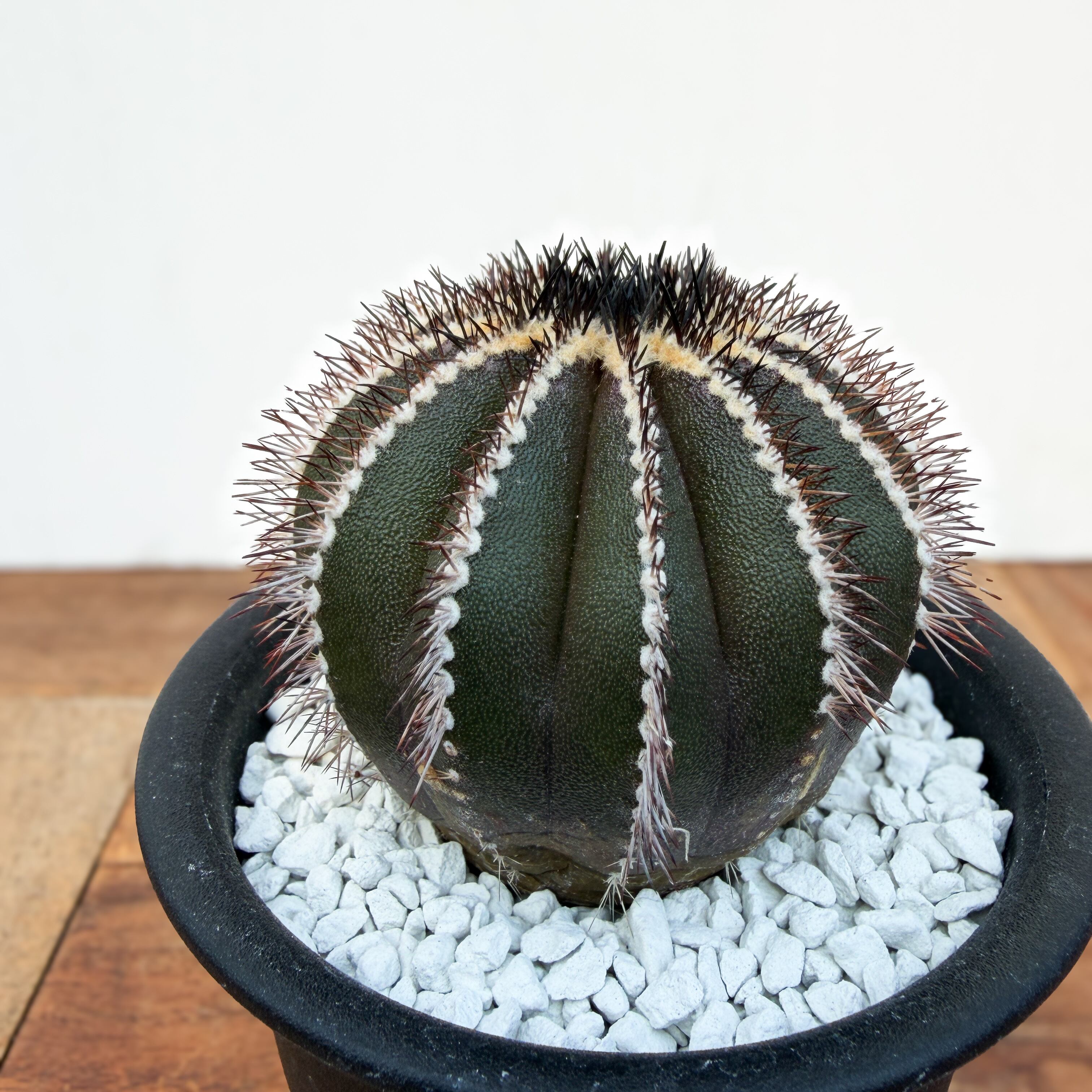 Uebelmannia pectinifera【ユーベルマニア・ペクチニフェラ・実生