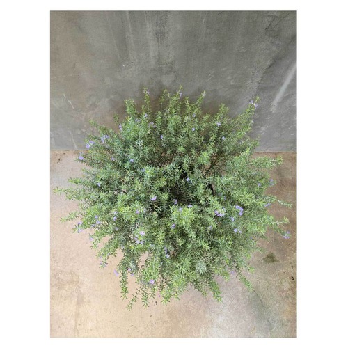 Westringia fruticosa（yellow variegated）