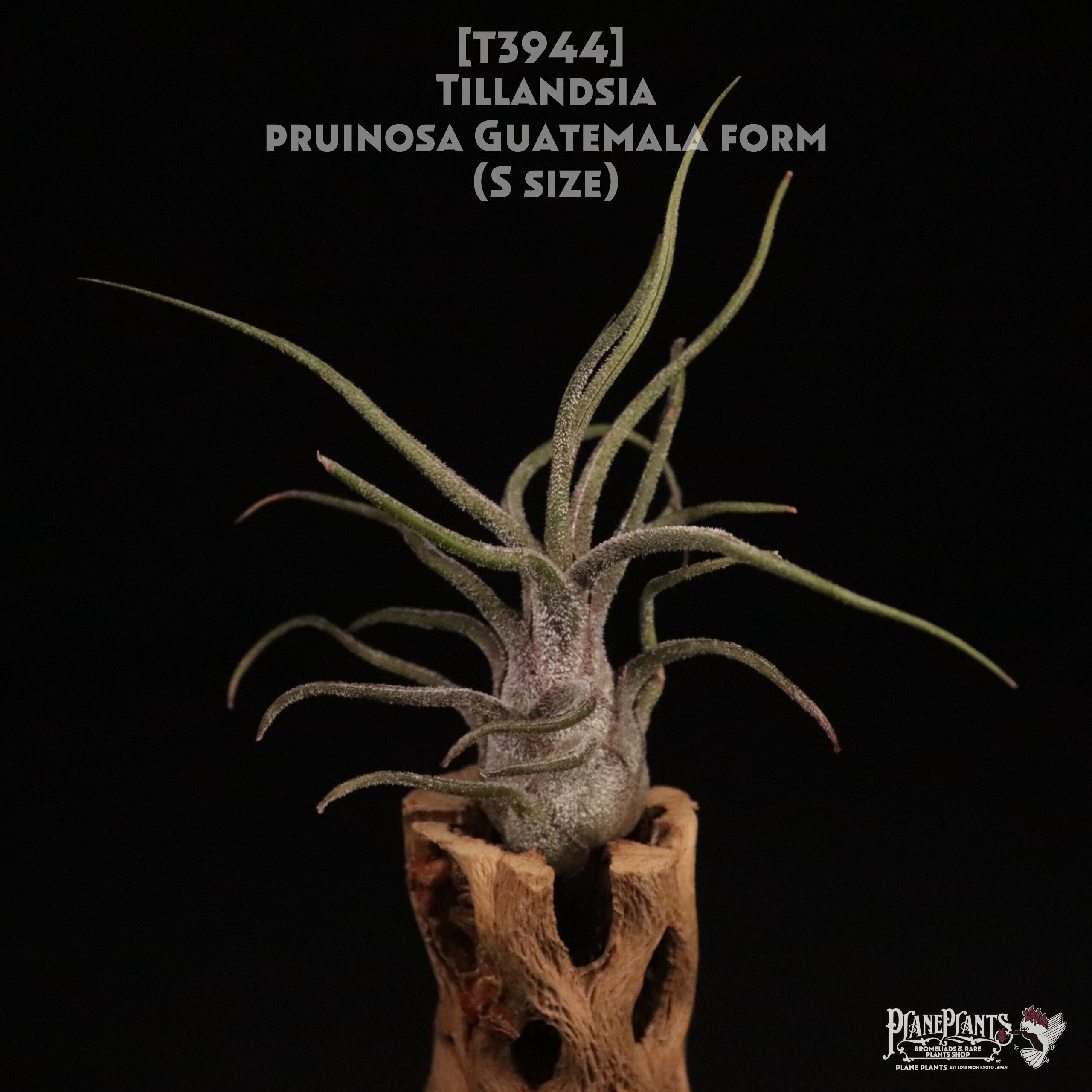 【送料無料】pruinosa Guatemala form S〔エアプランツ〕現品発送T3944