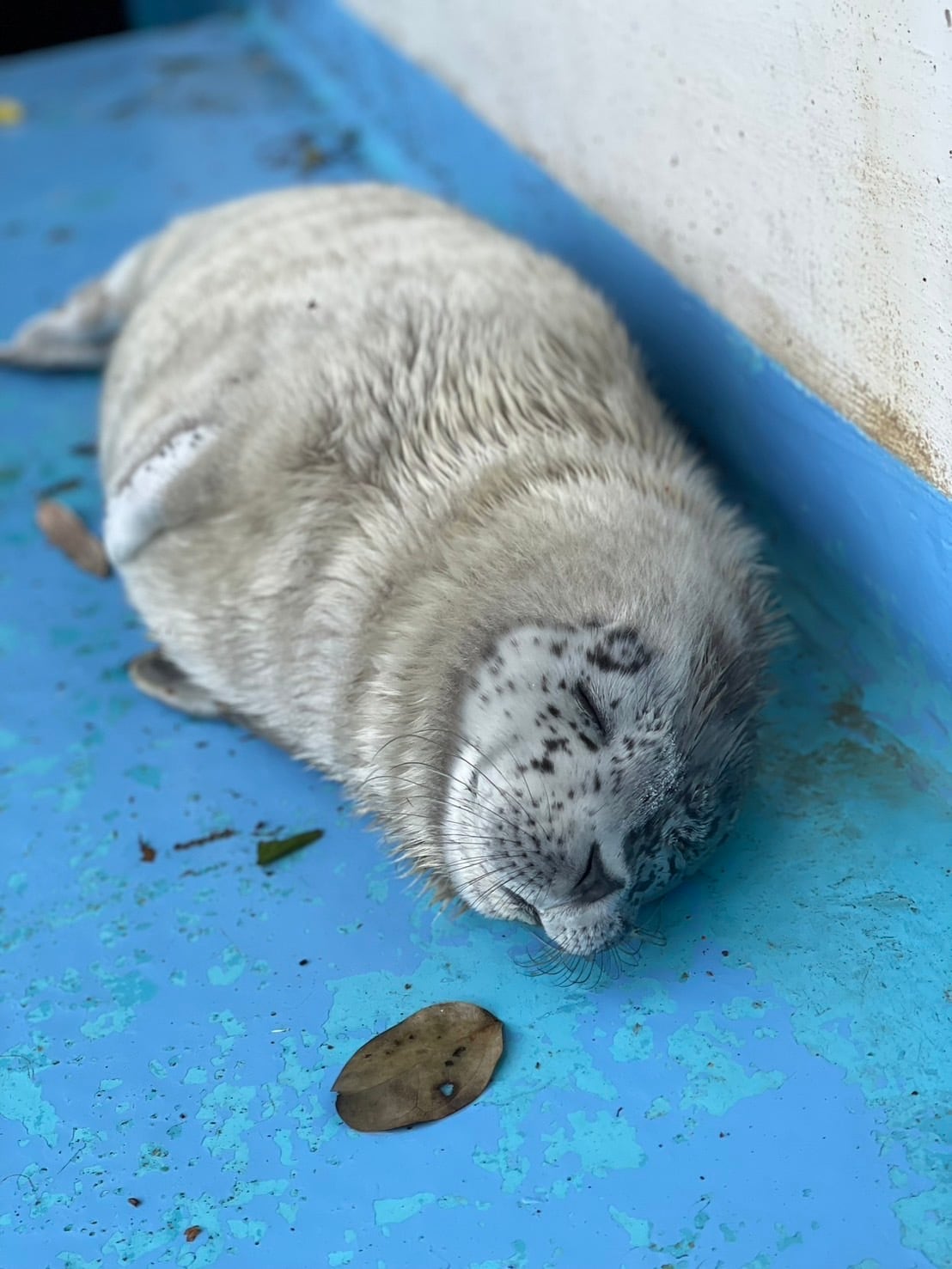アザラシ幼獣の毛入り袋 | あわしまマリンパーク ショップ ゆめたろう