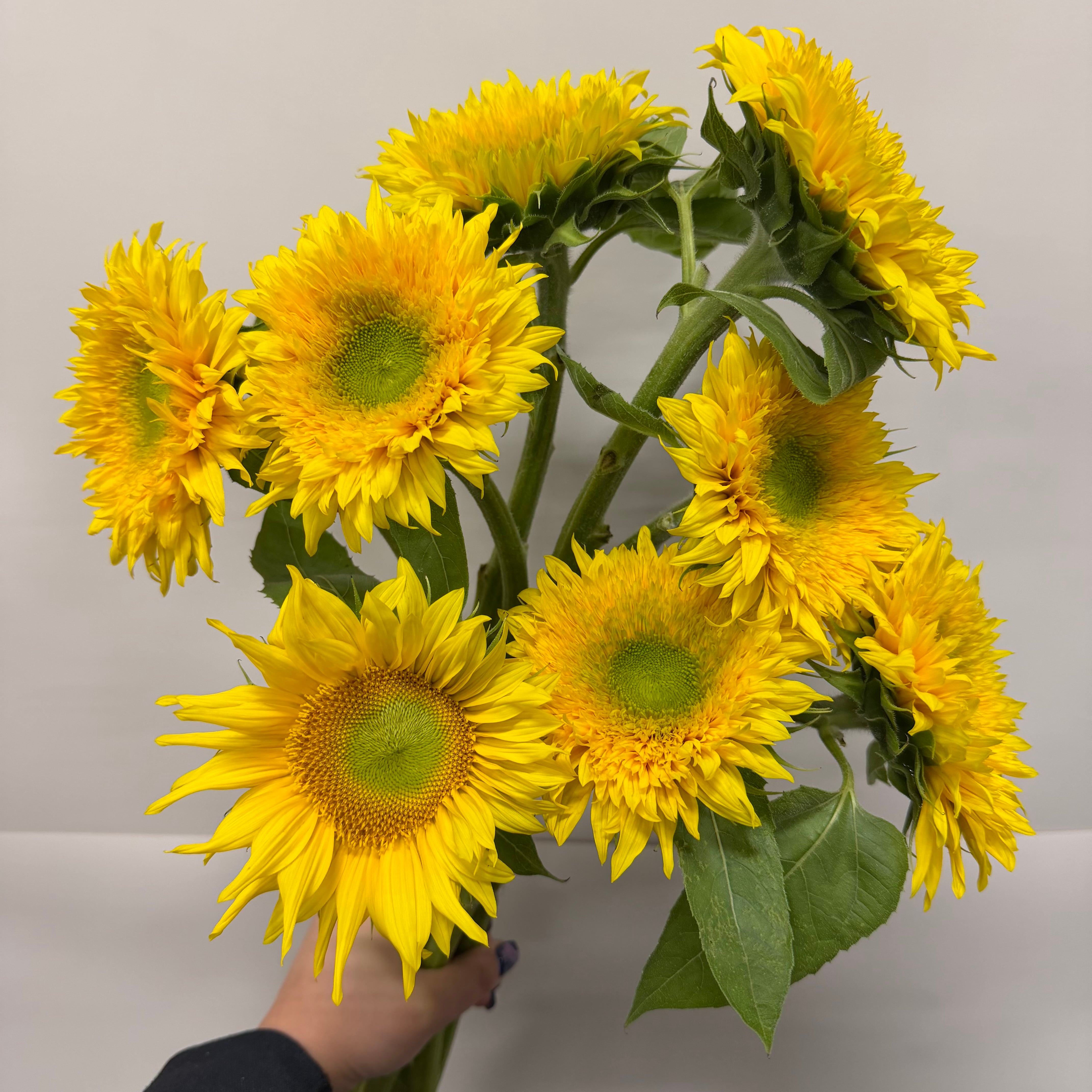 新商品++ | 新鮮お花問屋 Jp-Farmers.com
