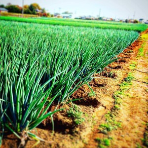 大量ストックに便利《10kg》葱華屋の泥付き"深谷葱"