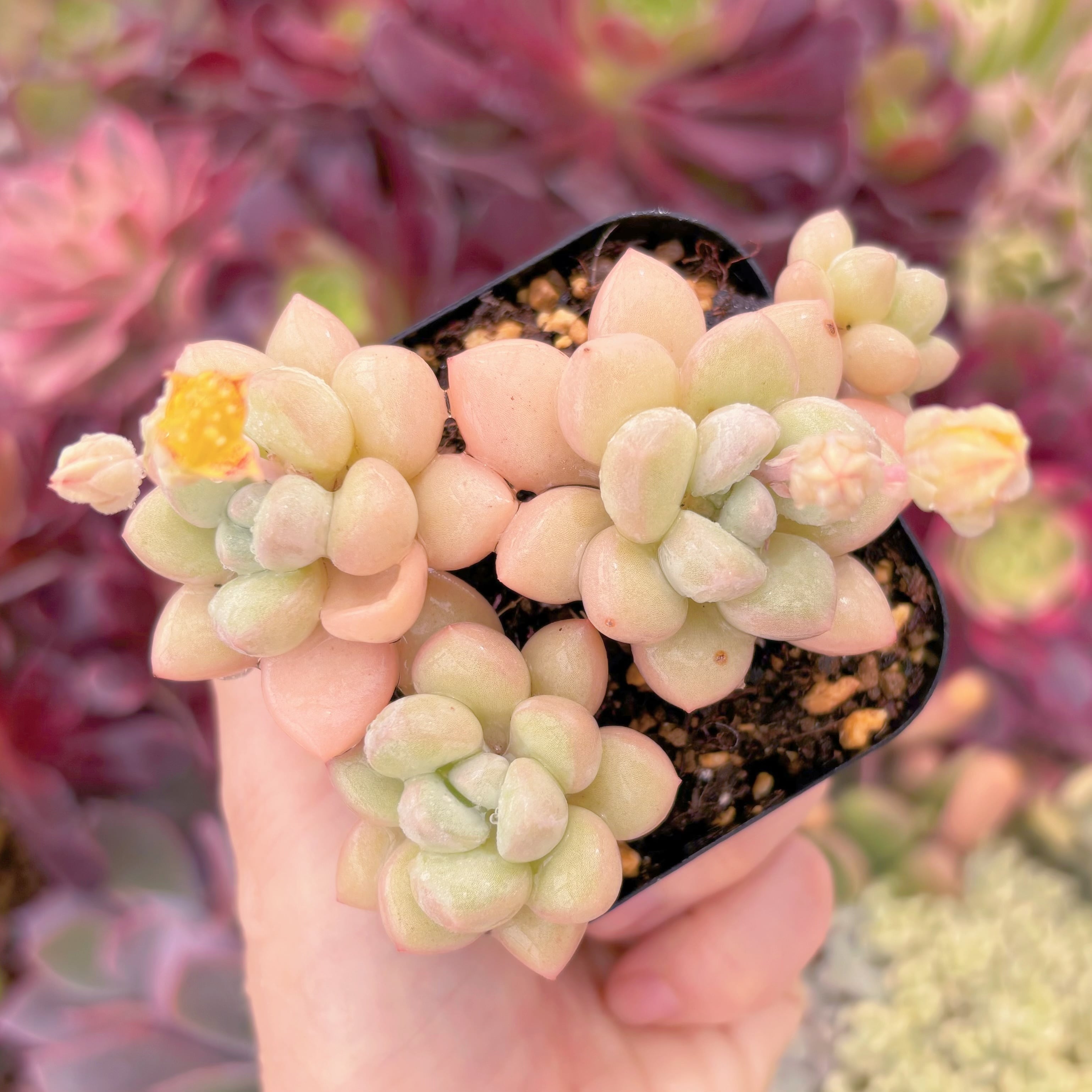 現品　ピンクパール#F090　新入荷