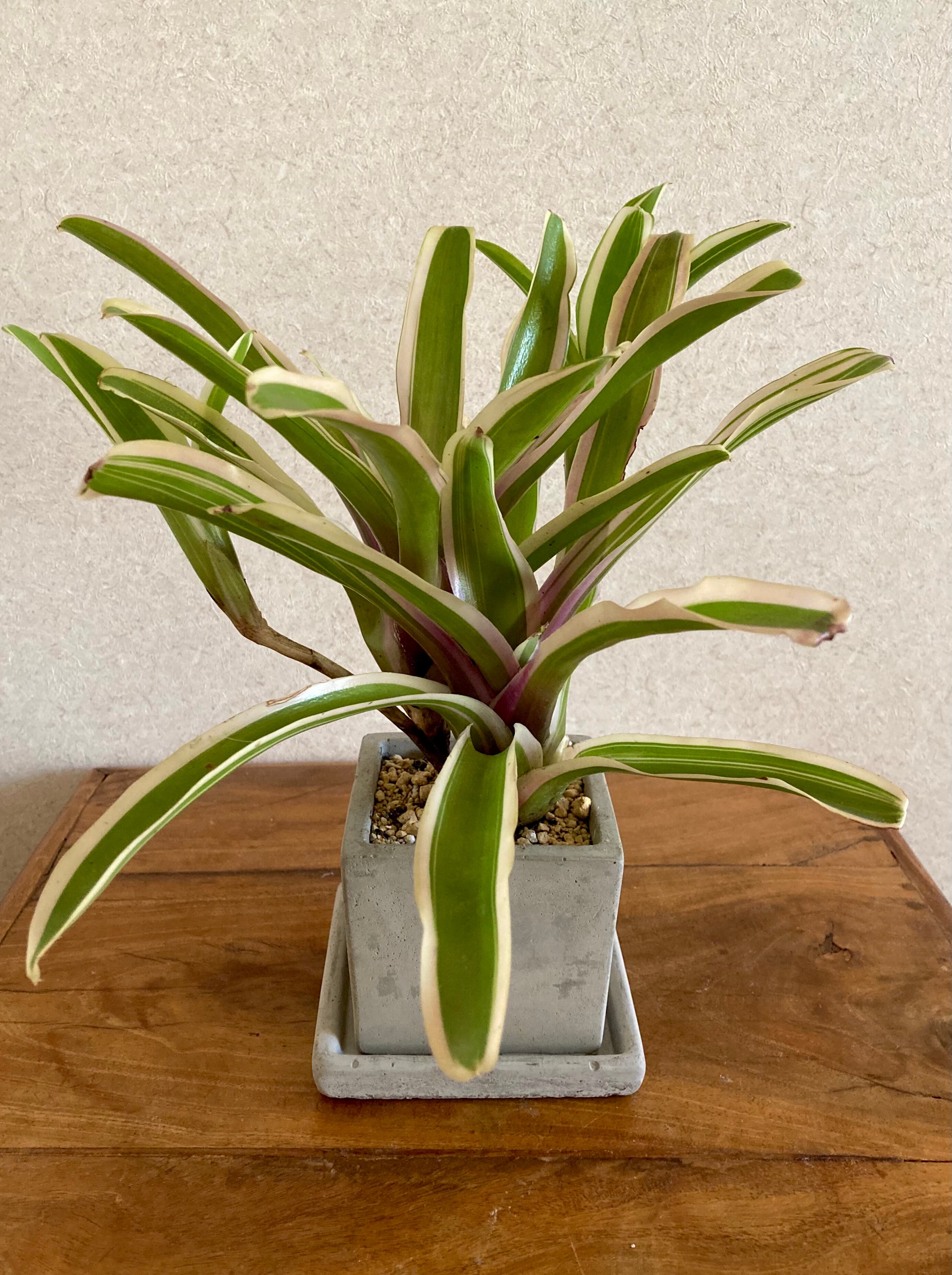 観葉植物 ネオレゲリア ファイアーボール Miztiq Plants Shelf
