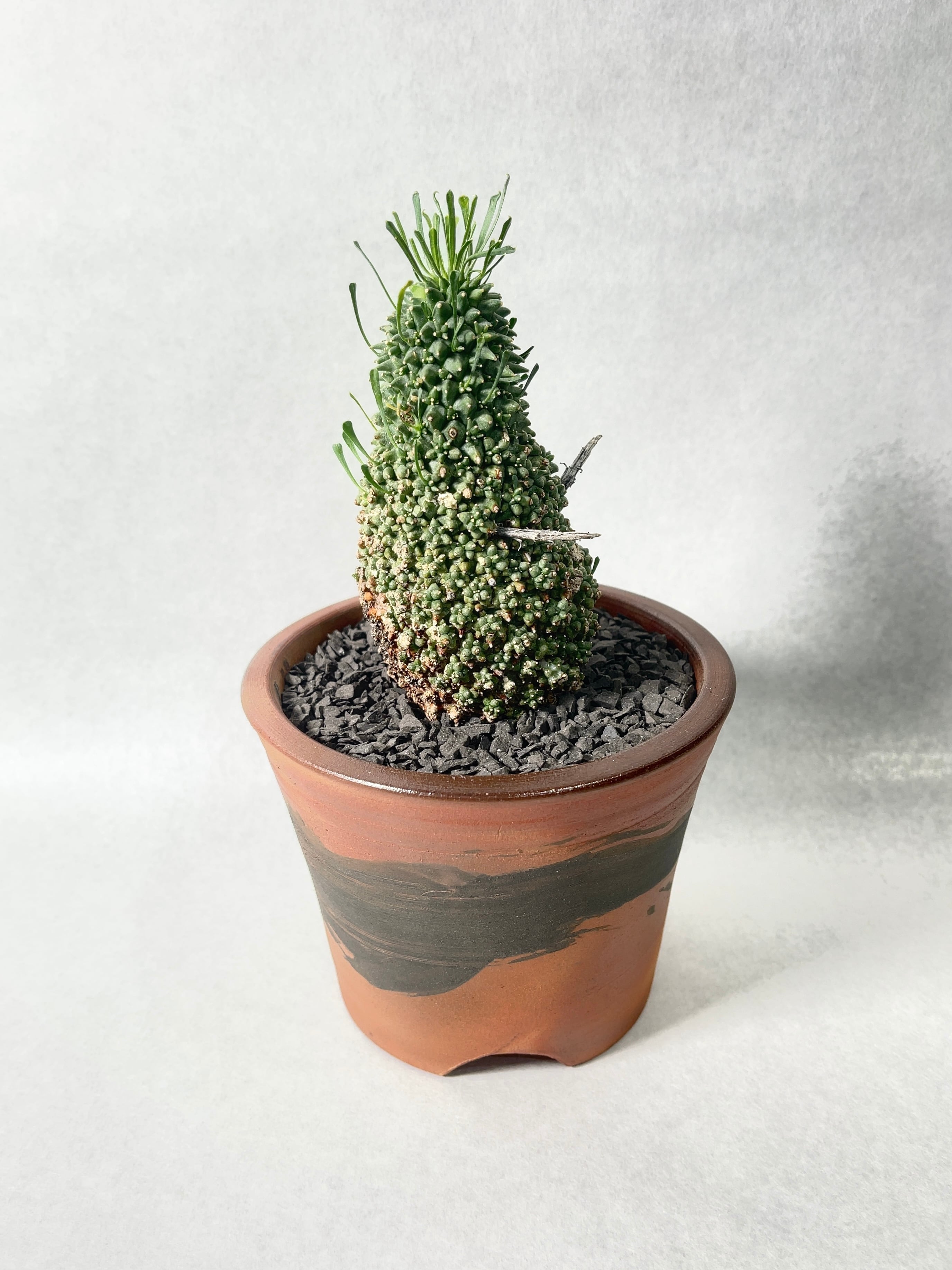 ユーフォルビア・ムルチセプス | trigger