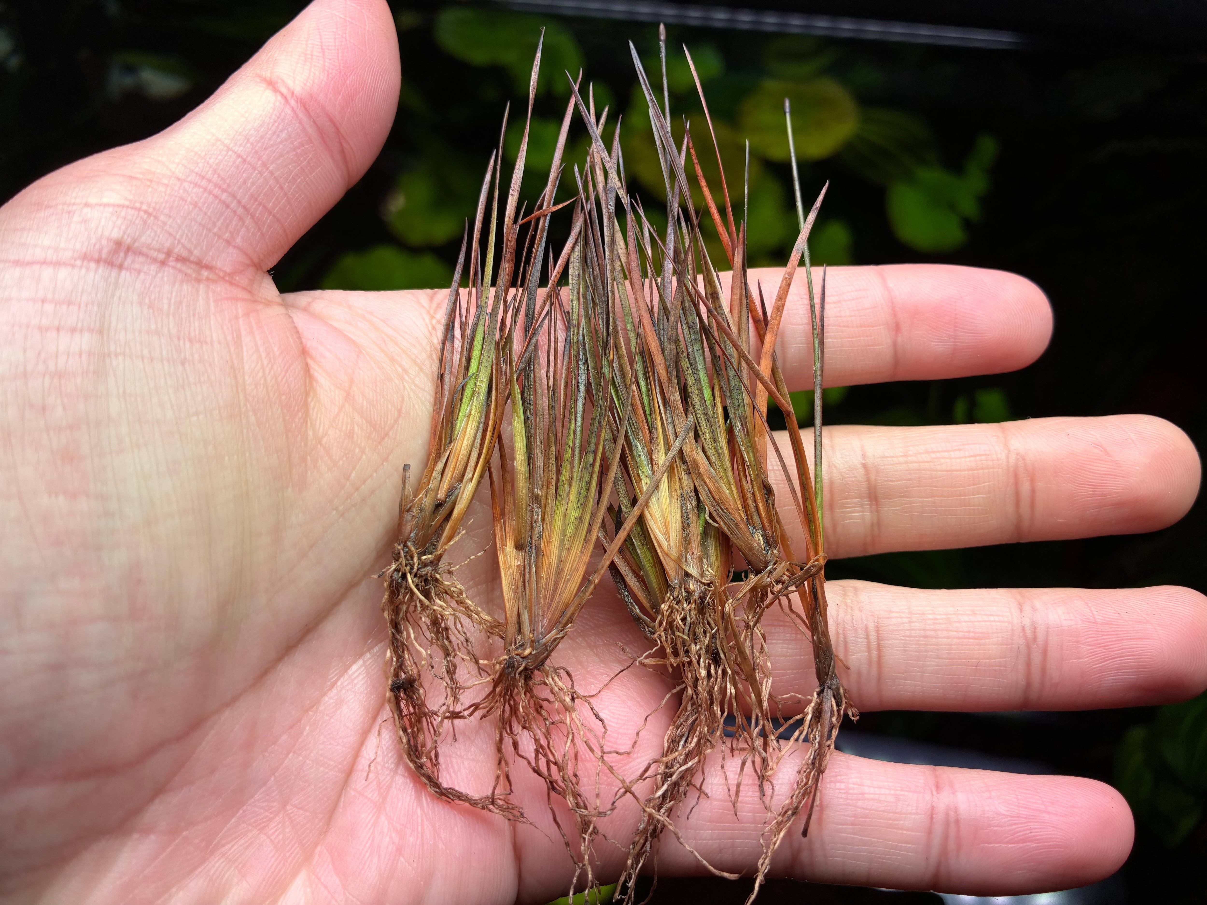 Bucephalandra sp.Silver eagle red (ブセファランドラsp.シルバー