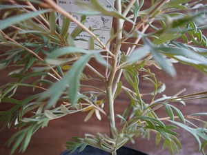 【現物】グレビレア ”ドーンパープル” B