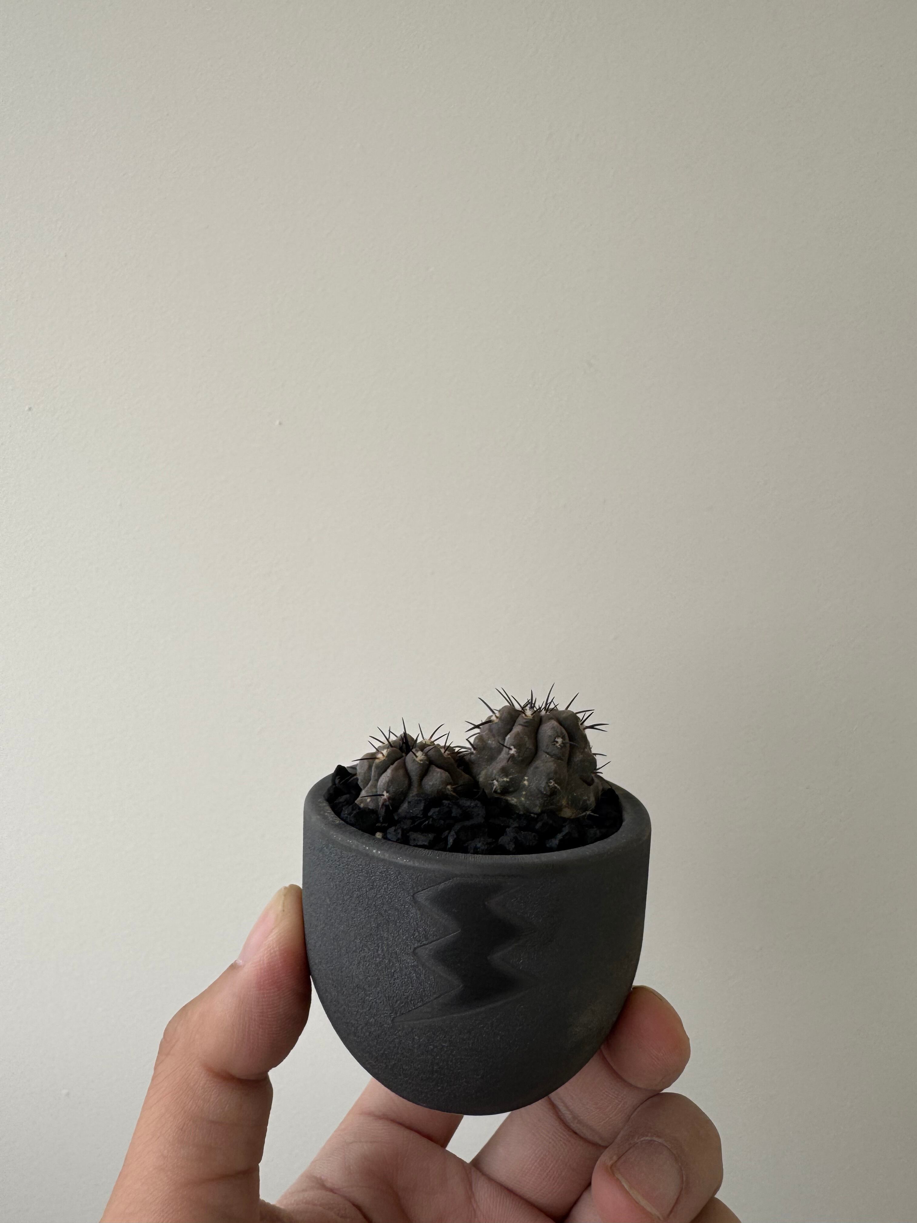 【ダブルヘッド】Copiapoa lembkei × VALIEM BABY【マイナーコピの二頭】コピアポア レンベッキー