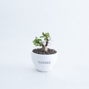 【新着】Fouquieria fasciculata【ぷっくり選抜実生株】フォークイエリア ファシクラータ