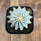 Geohintonia mexicana【ゲオヒントニア・メキシカーナ】