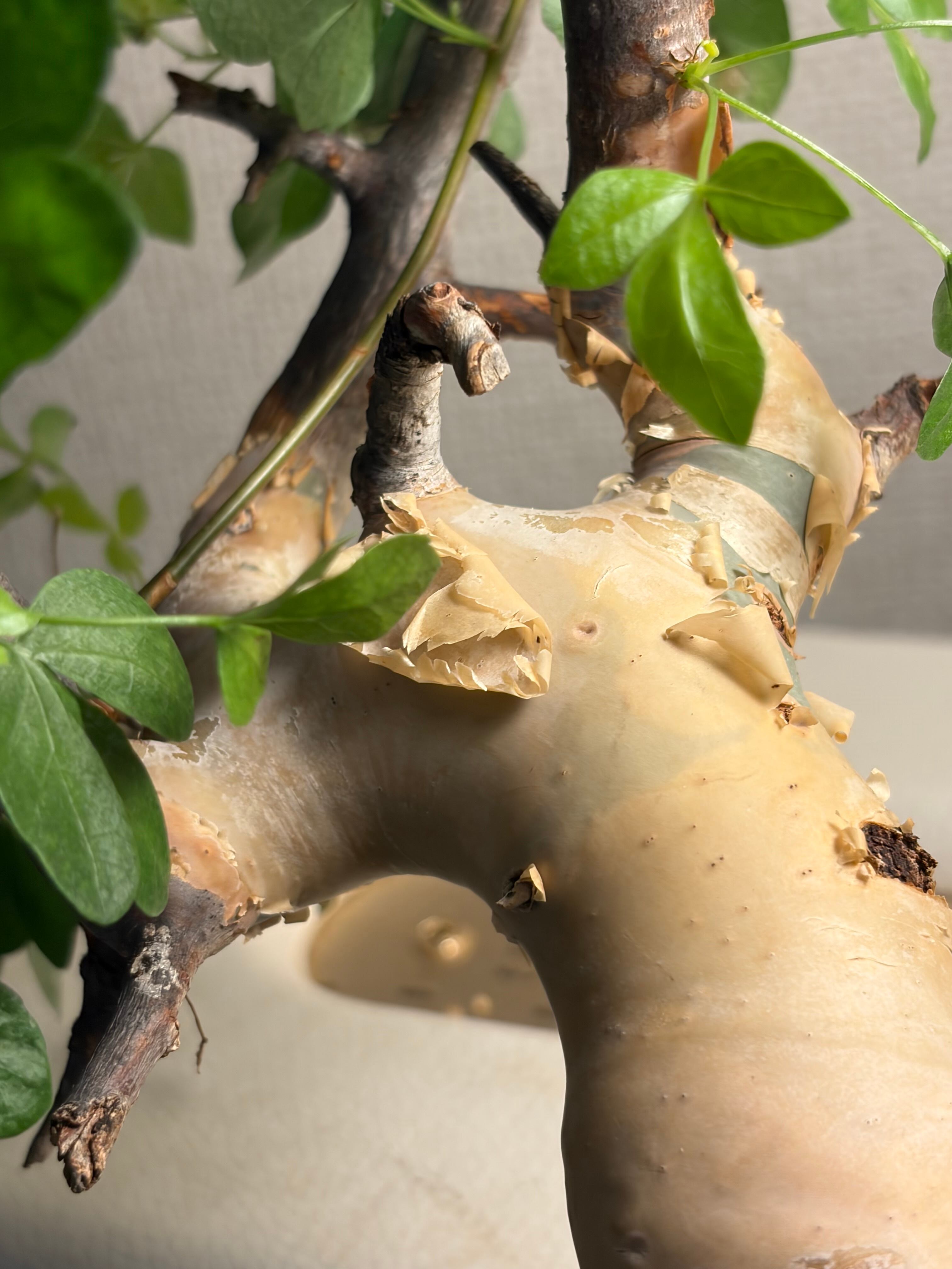 コミフォラ カタフ ピュアソマリア Commiphora アデニア アクレアータ