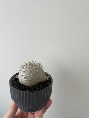 【新着】Pachypodium Densicaule × VALIEM DEEP VOID 【まん丸の極上逸品】パキポディウム デンシカウレ 恵比寿大黒_4