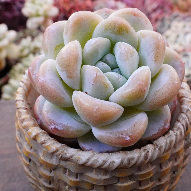 お買い得！【アイシス 4 】今回だけの特別価格　韓国多肉　レア