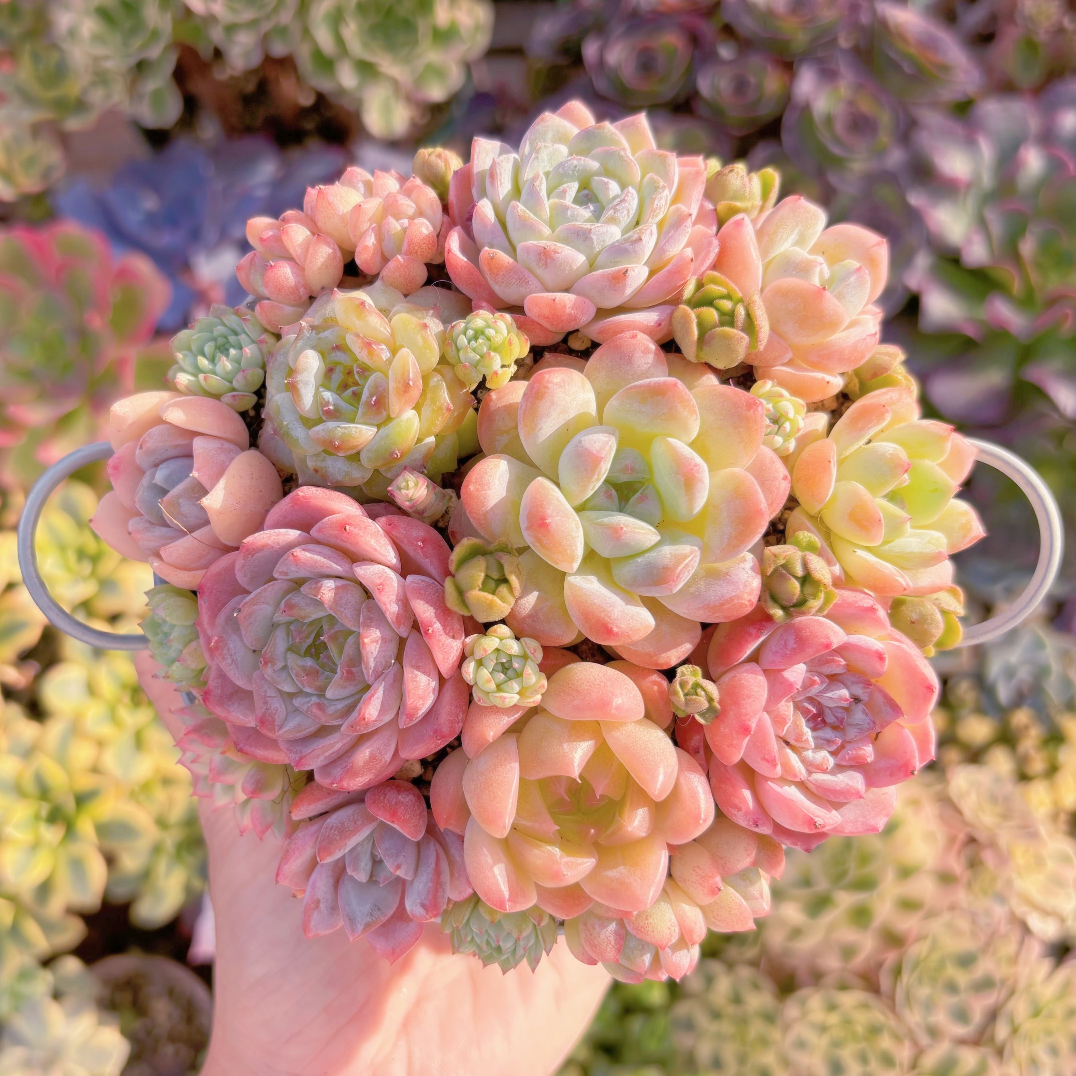 大人気☆Sランク☆寄せ植えセット | るる農園~多肉植物専門