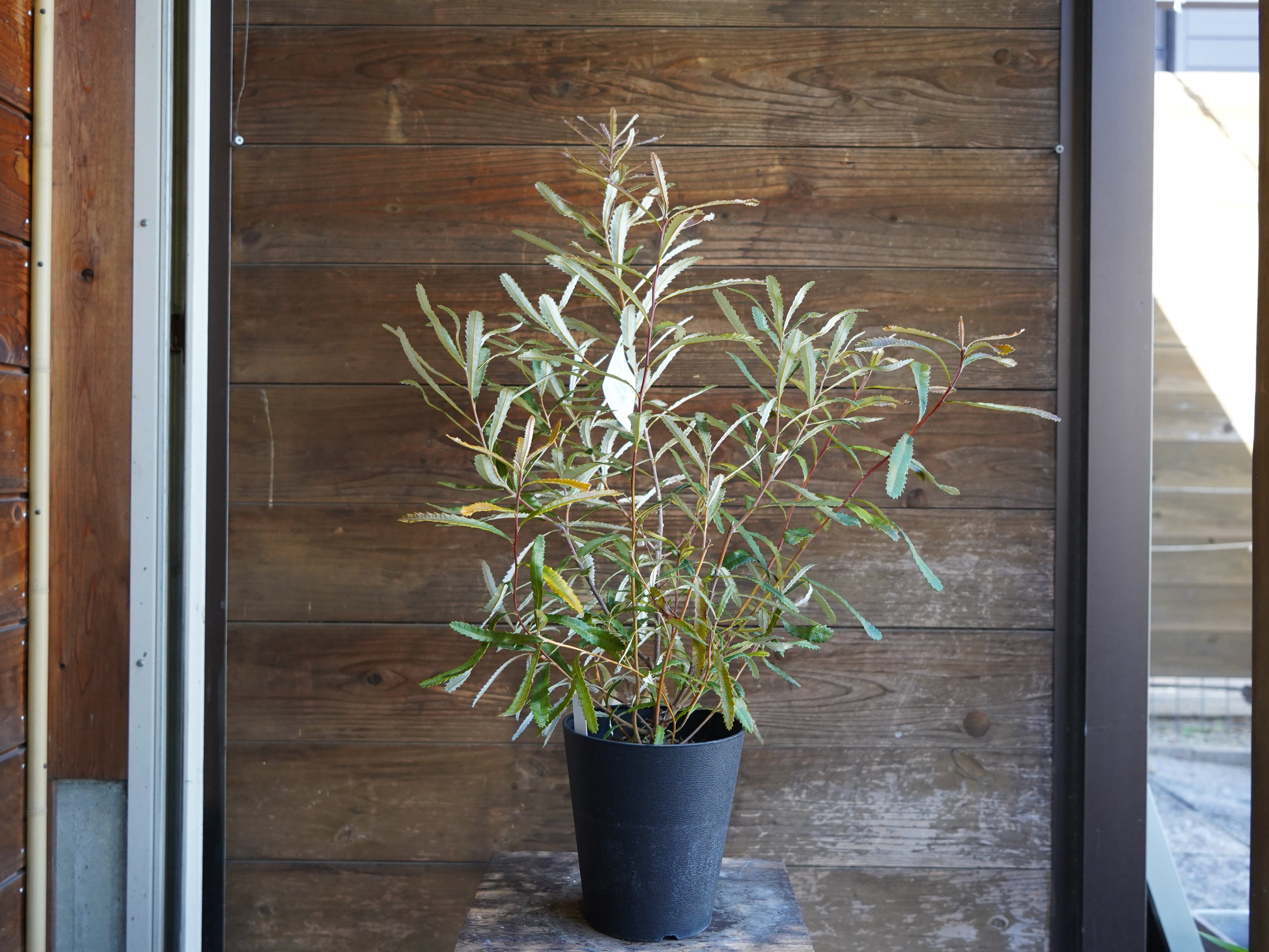 【現物】バンクシア　”オブロンギフォリア”　A