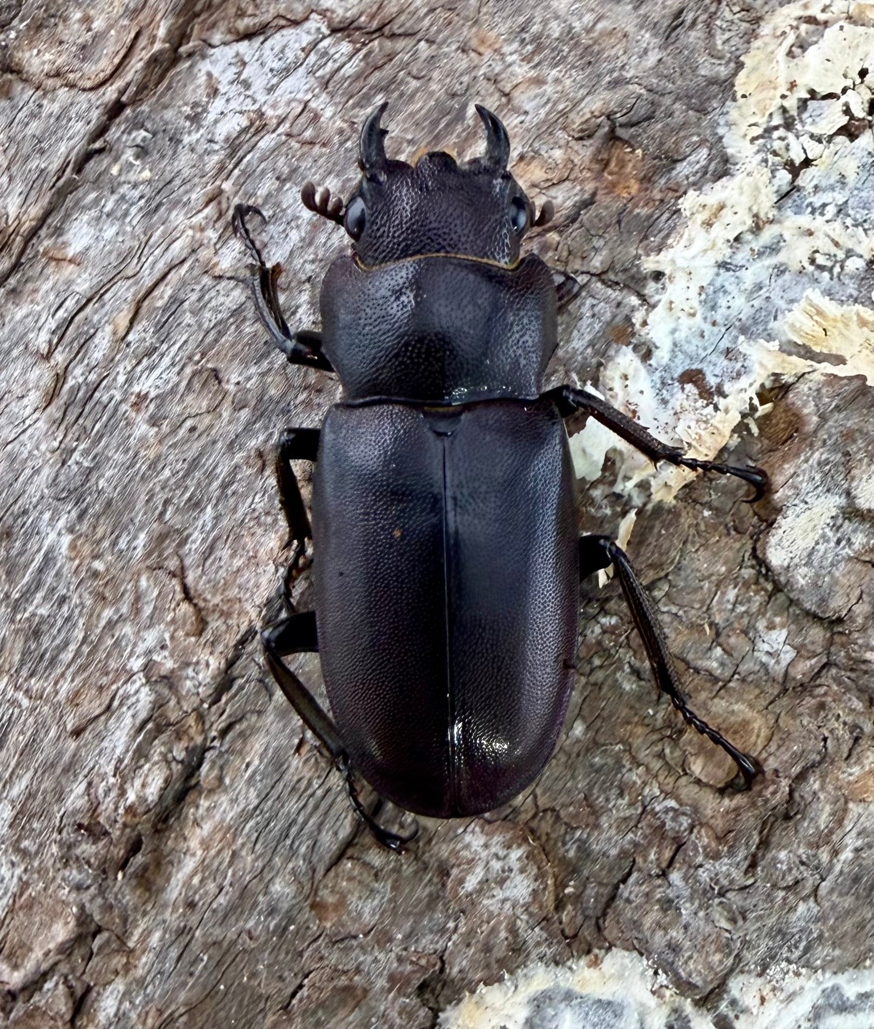 ホソアカクワガタの仲間 | KPW公式オンラインショップ