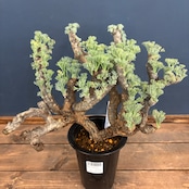 サルコカウロン ムルチフィズム 現地株【605】