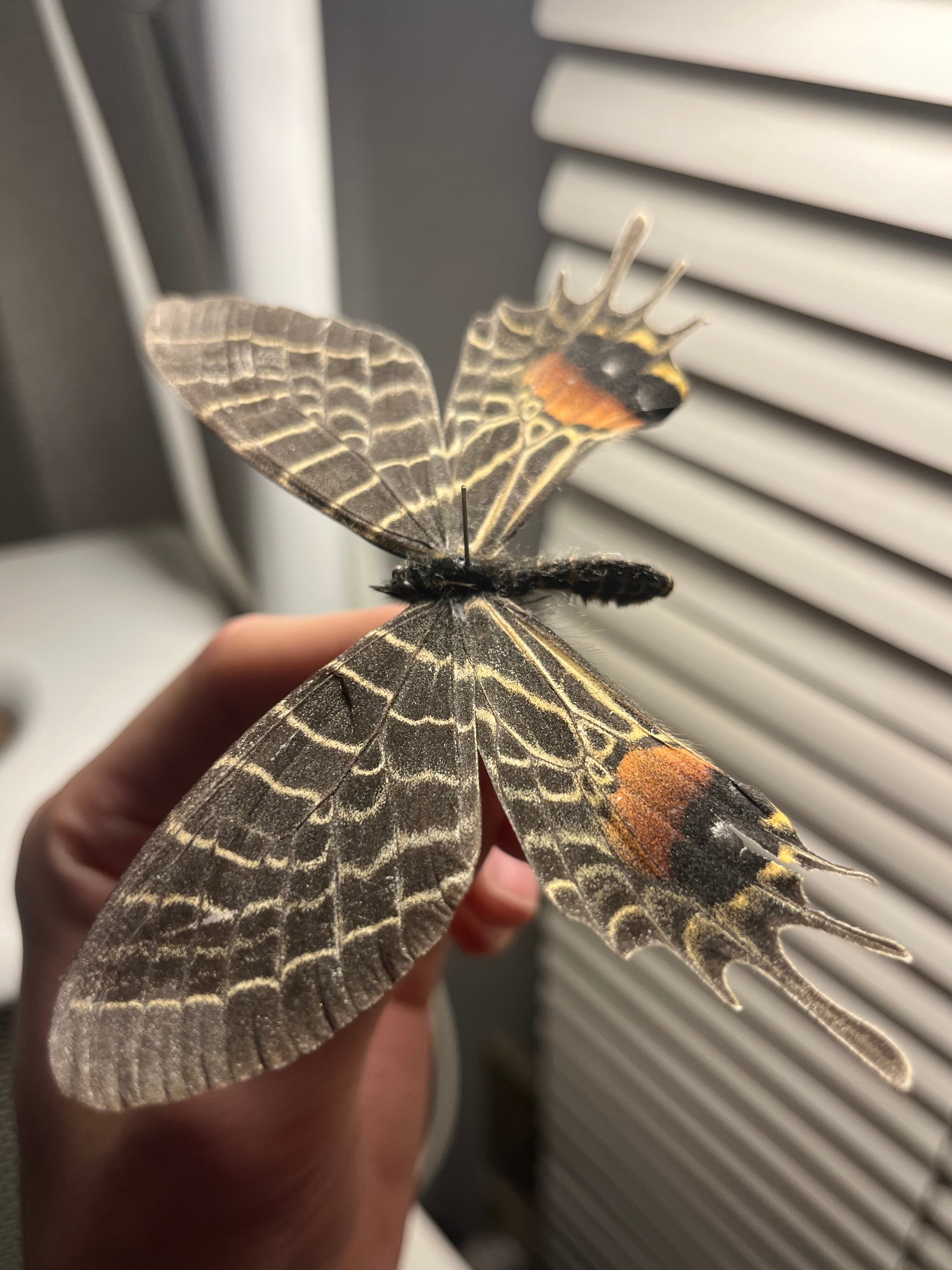 巨大C品】シボリアゲハ モルフォ蝶 蛾ピカソモスモルフォチョウMorpho