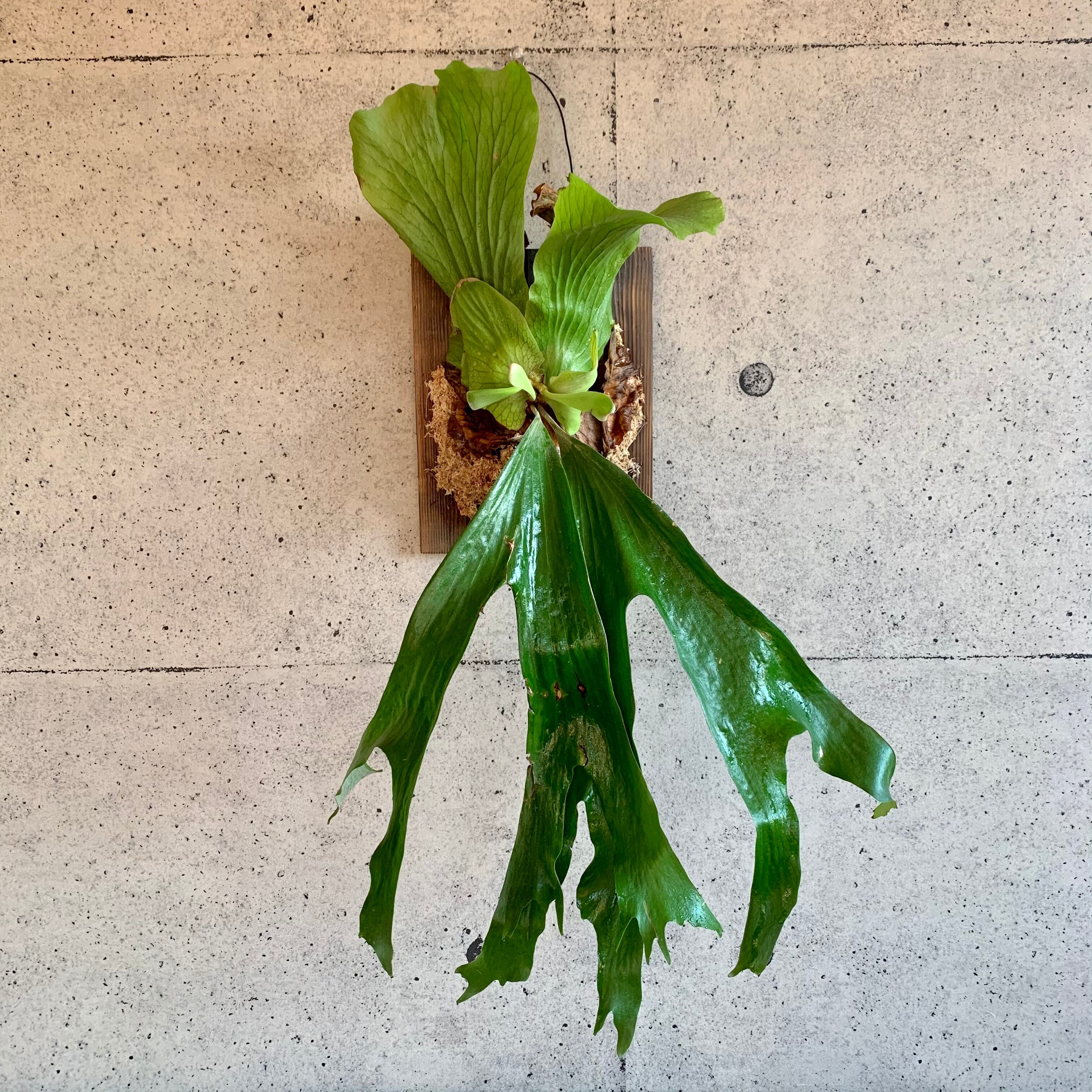 大迫力 ビカクシダ ステマリア 板付け Planet Plants プラネットプランツ