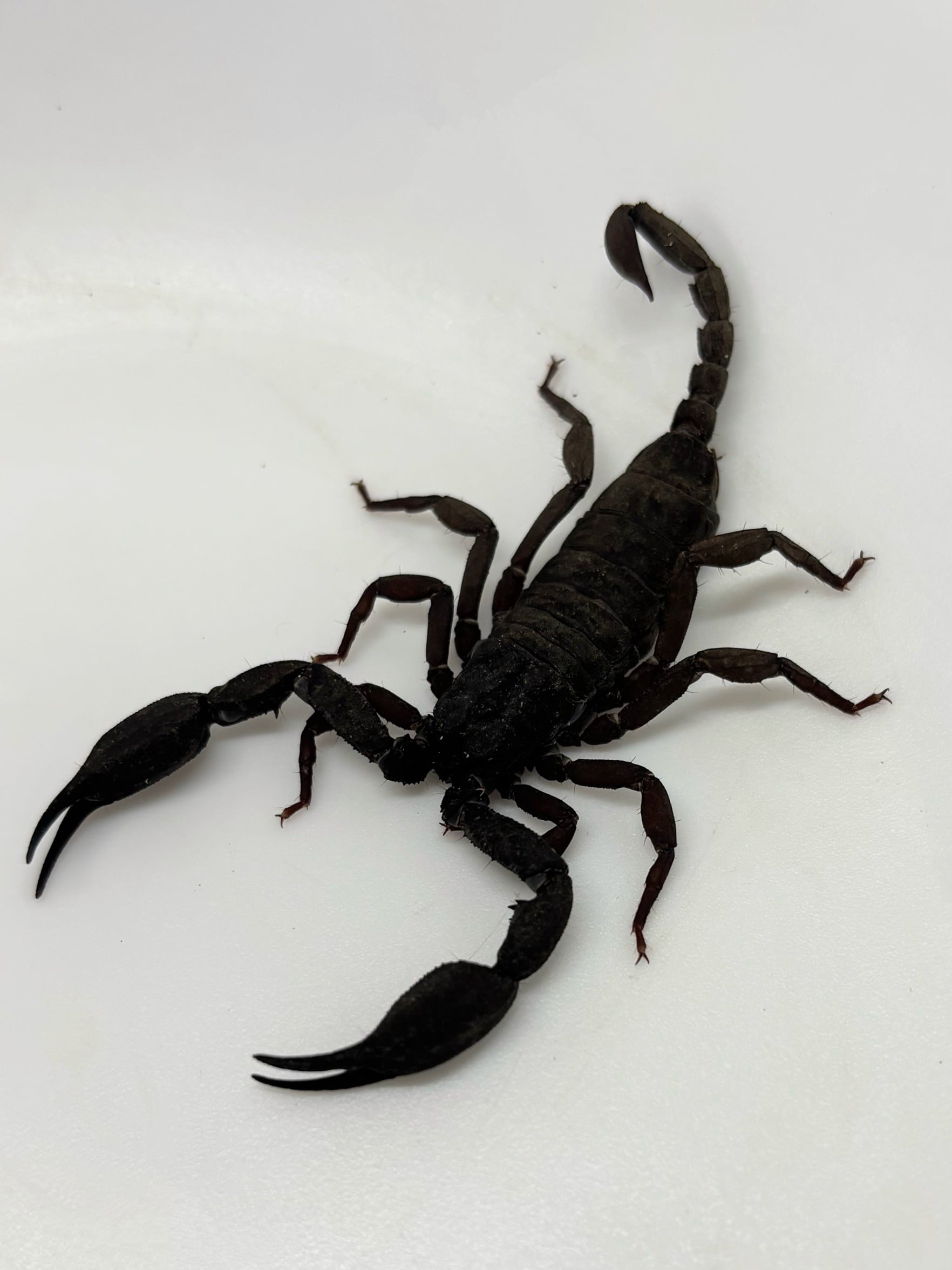 タイランドロックスコーピオン CHベビー Scorpiops anthracinus 1匹