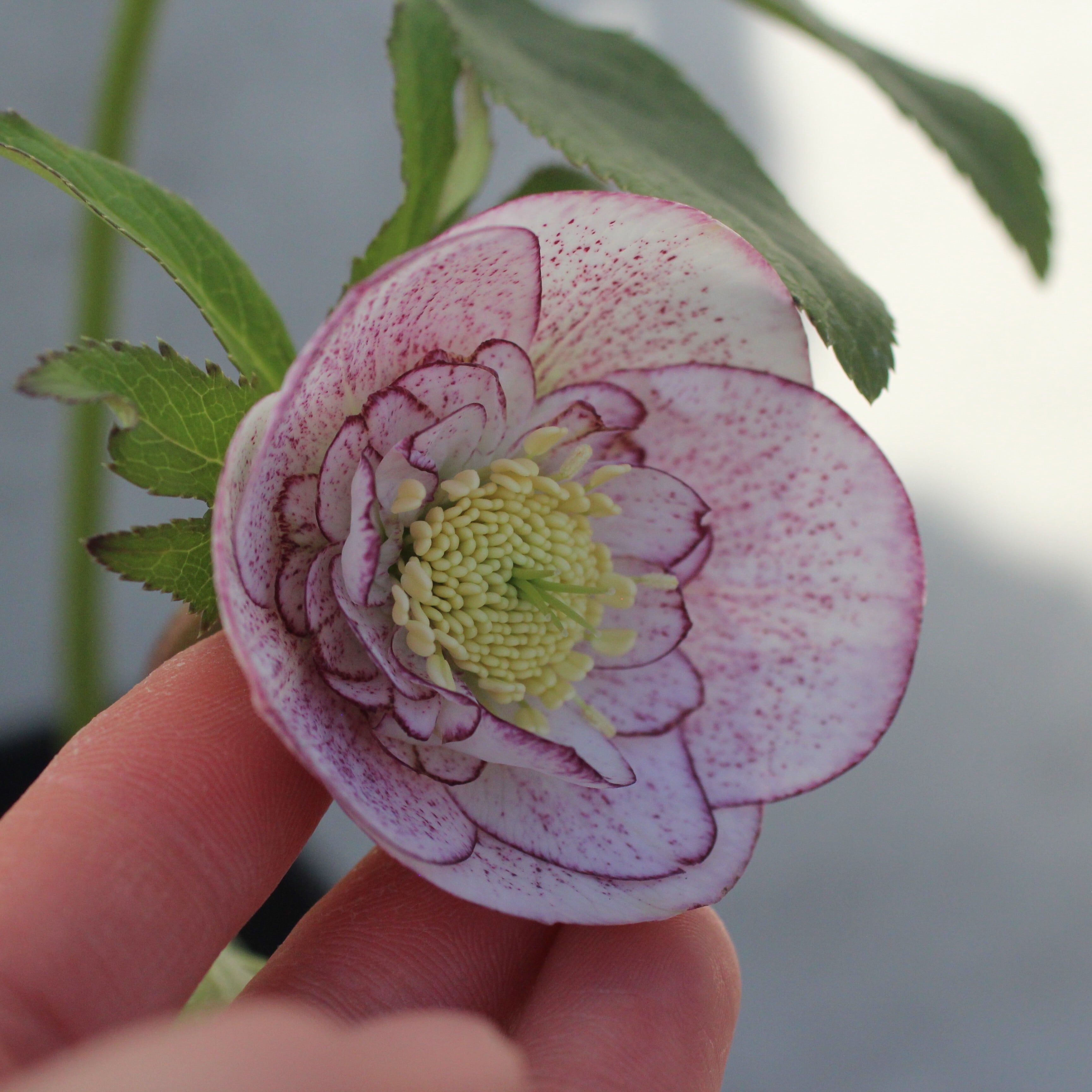 WS26-094 クリスマスローズ ウィンターシンフォニー ピンクミスト